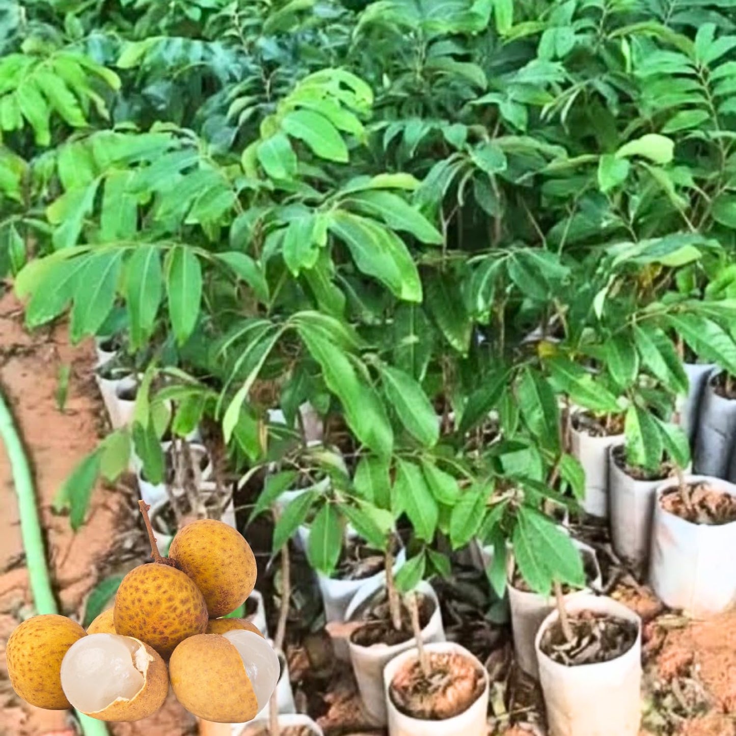 Longan Tree Live Plant, 8-10 Inches Tall in 4 Inch Pot, Tropical Fruit Tree for Indoor or Outdoor Growing