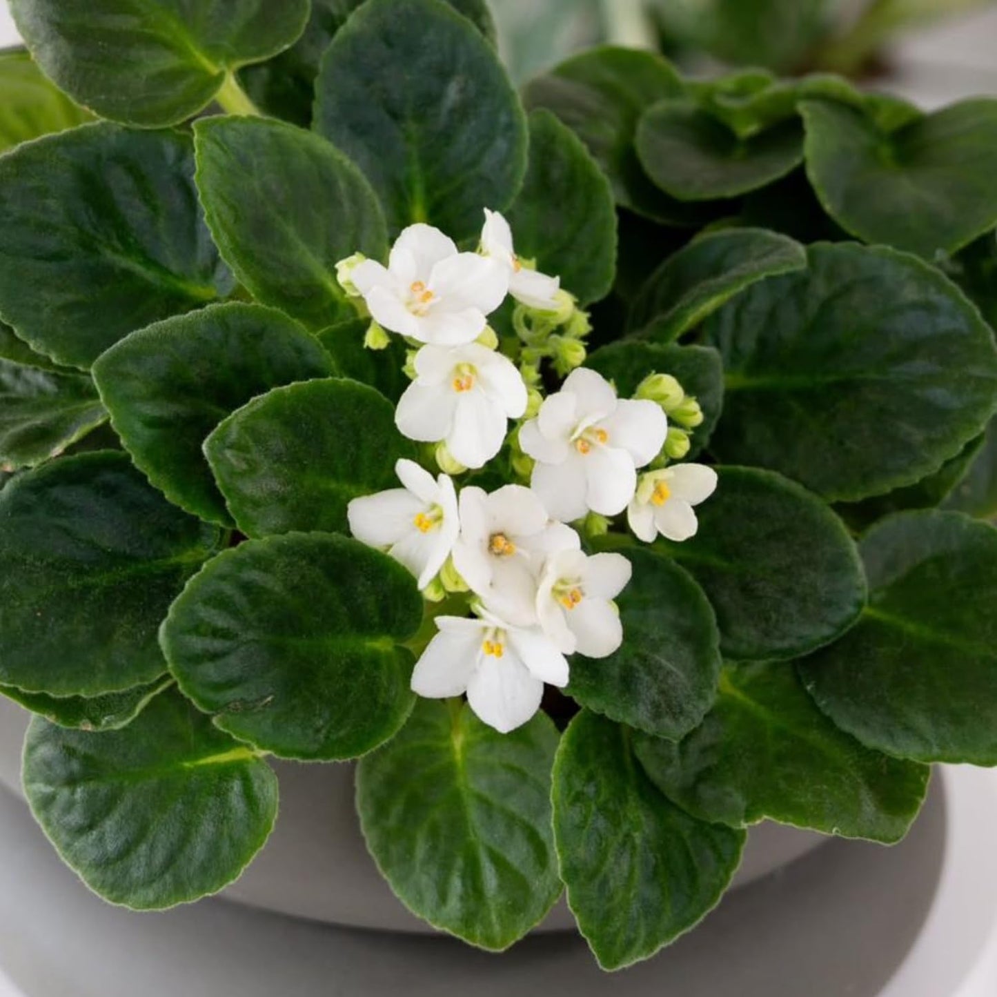 White African Violets Live Plants, 4 Inch Pot African Violet Plant, Vibrant Flowers, Perennial Flowering Houseplant