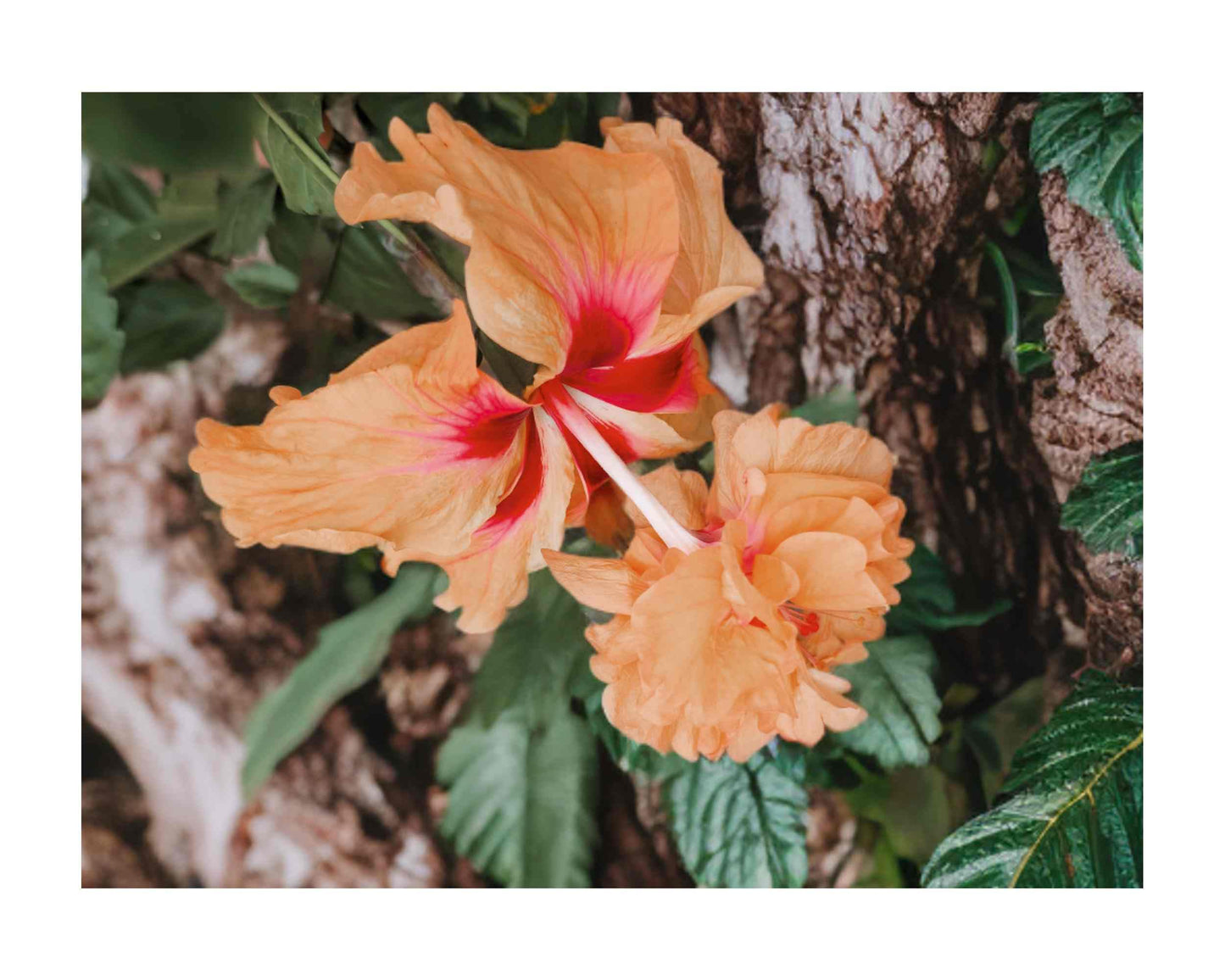 Peach Lions Tail El Capitolo Sport - Tropical Hibiscus rosa-sinensis - Live Plant - Unusual Double Orange Pom Pom Flower - Emerald Goddess Gardens - Starter Sz 4 Inch Pot