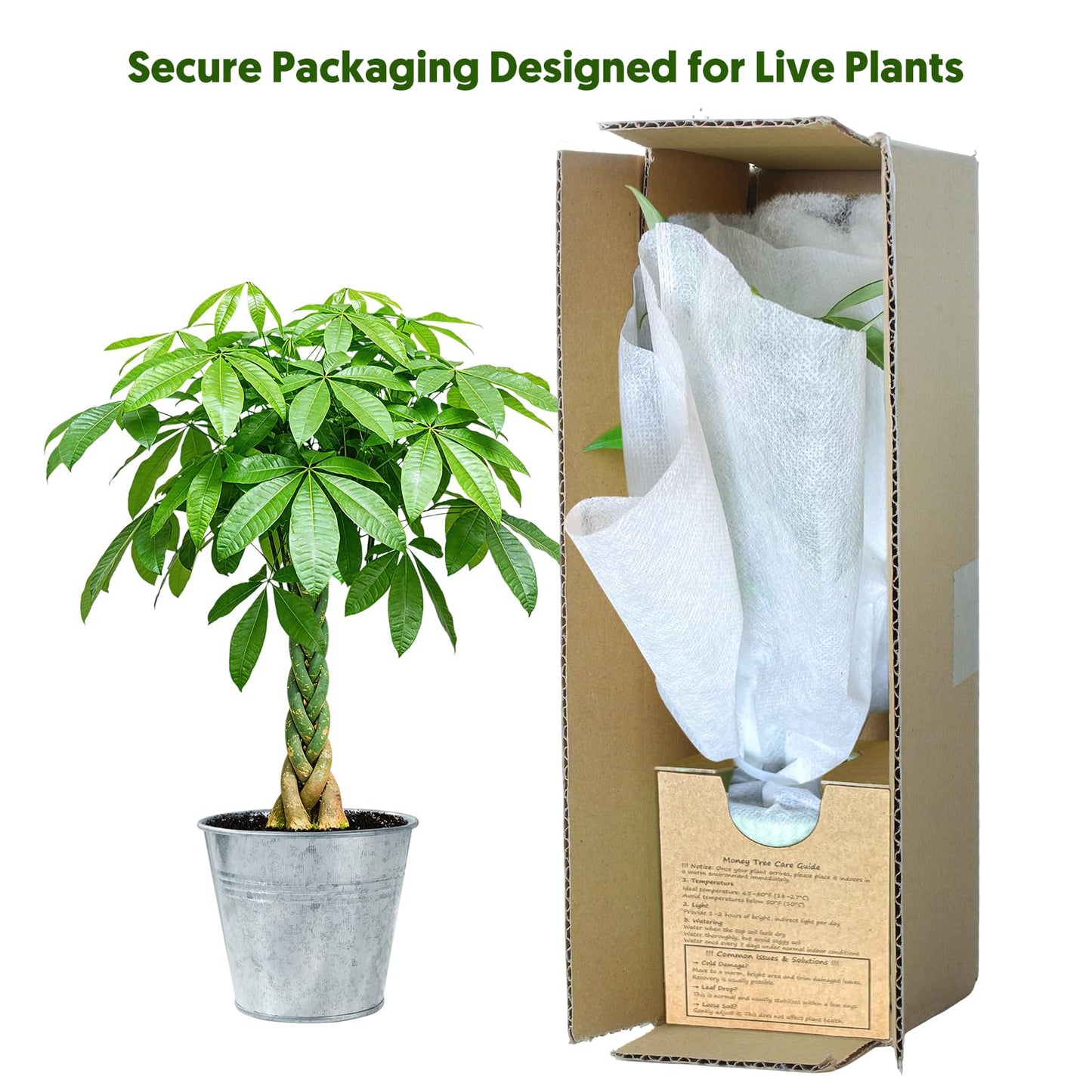 Live Plants Money Tree in 4" Matte Gray Pot, Easy to Grow Houseplant, Indoor Bonsai, Home Office Decor, Birthday Housewarming Gift