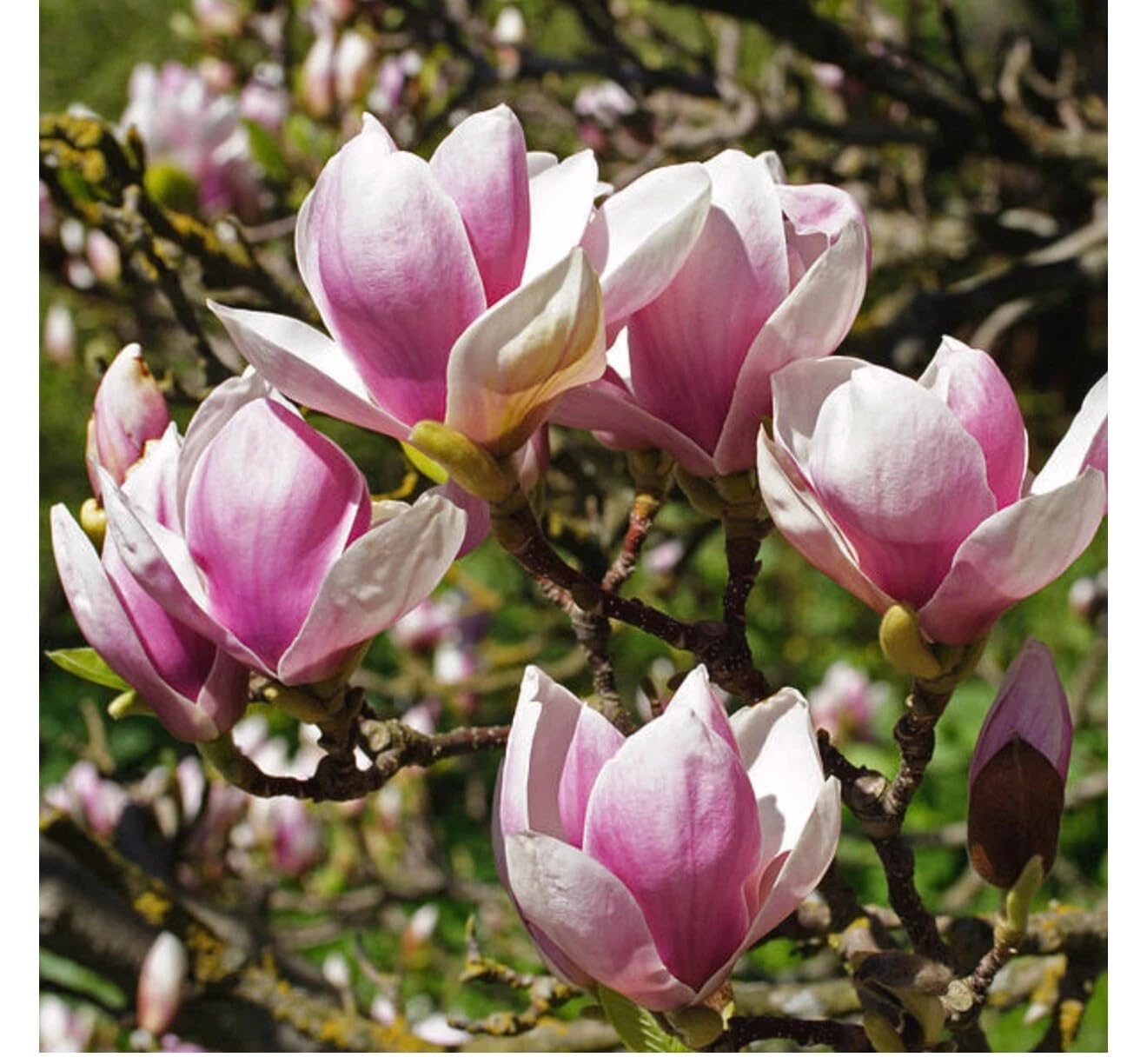 Live Plant - Chinese SaucerMagnolia Hybrid Tree-18-28 Inches Tall