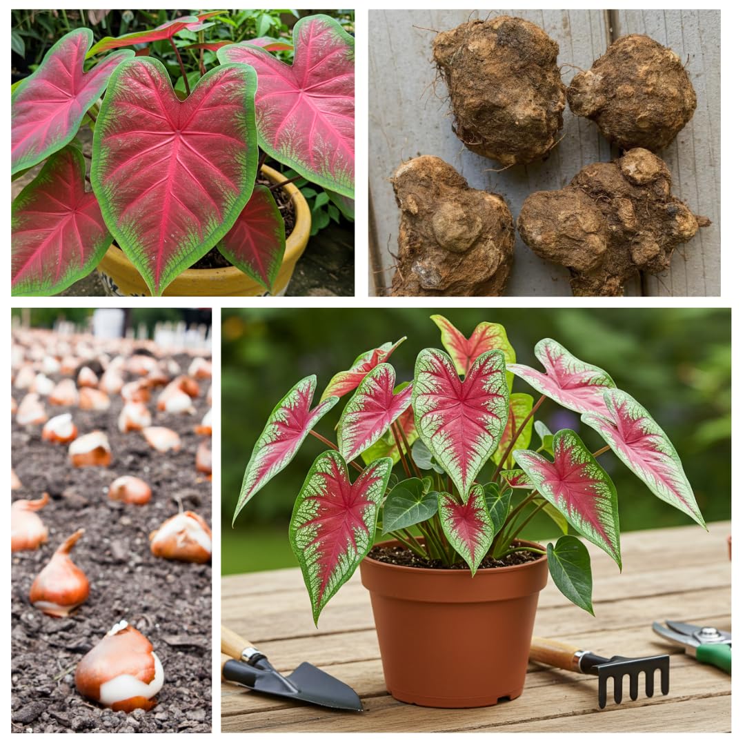 Florida Cardinal Caladium Bulbs for Planting - Perennial Hosta - Heart Shaped Elephant Ears - Vibrant Plants - Splashes of Tropical Color - Living Gift Idea (10 Bulbs)