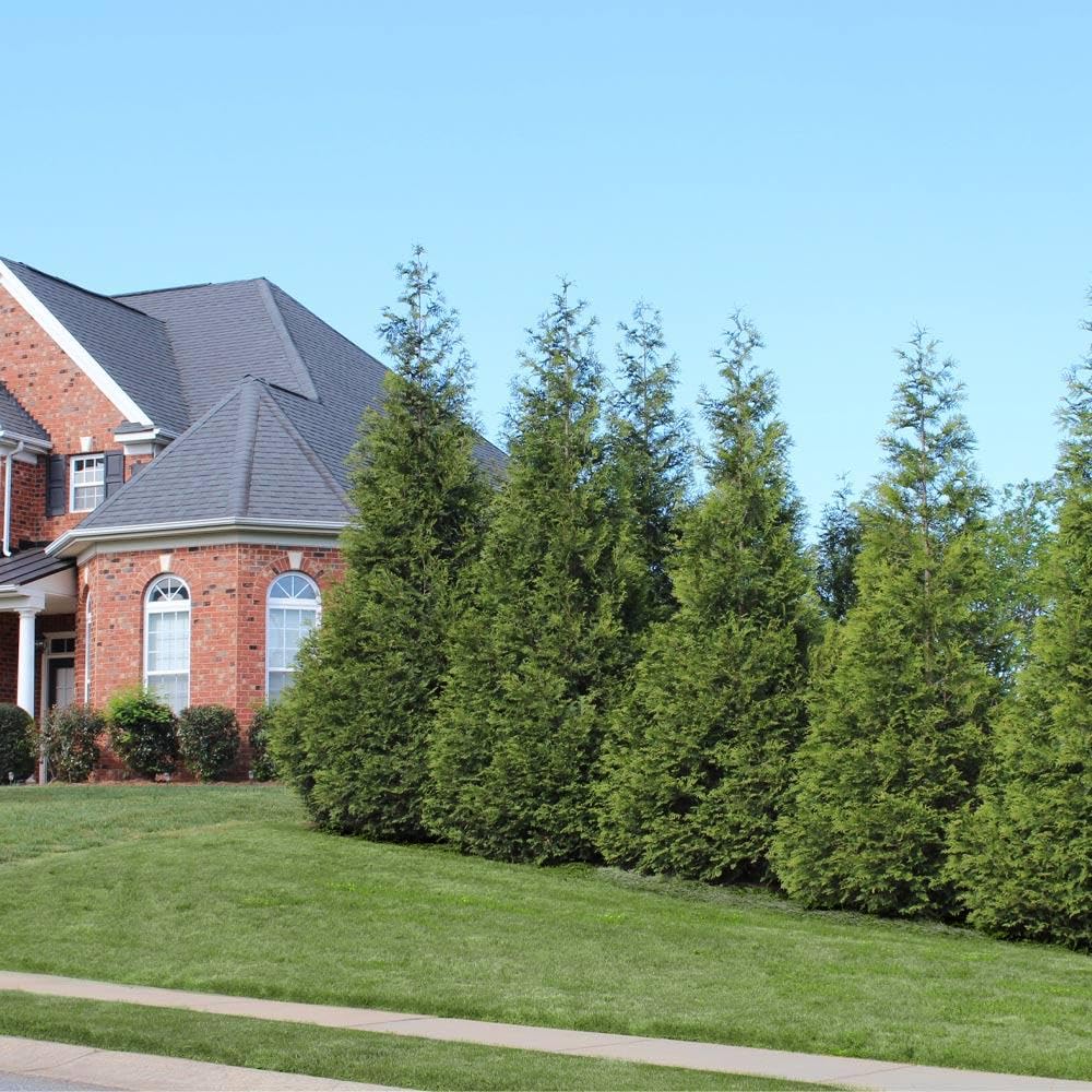 Brighter Blooms - Thuja Green Giant Arborvitae, 1-2 ft. - No Shipping to AK, AZ, HI, OR
