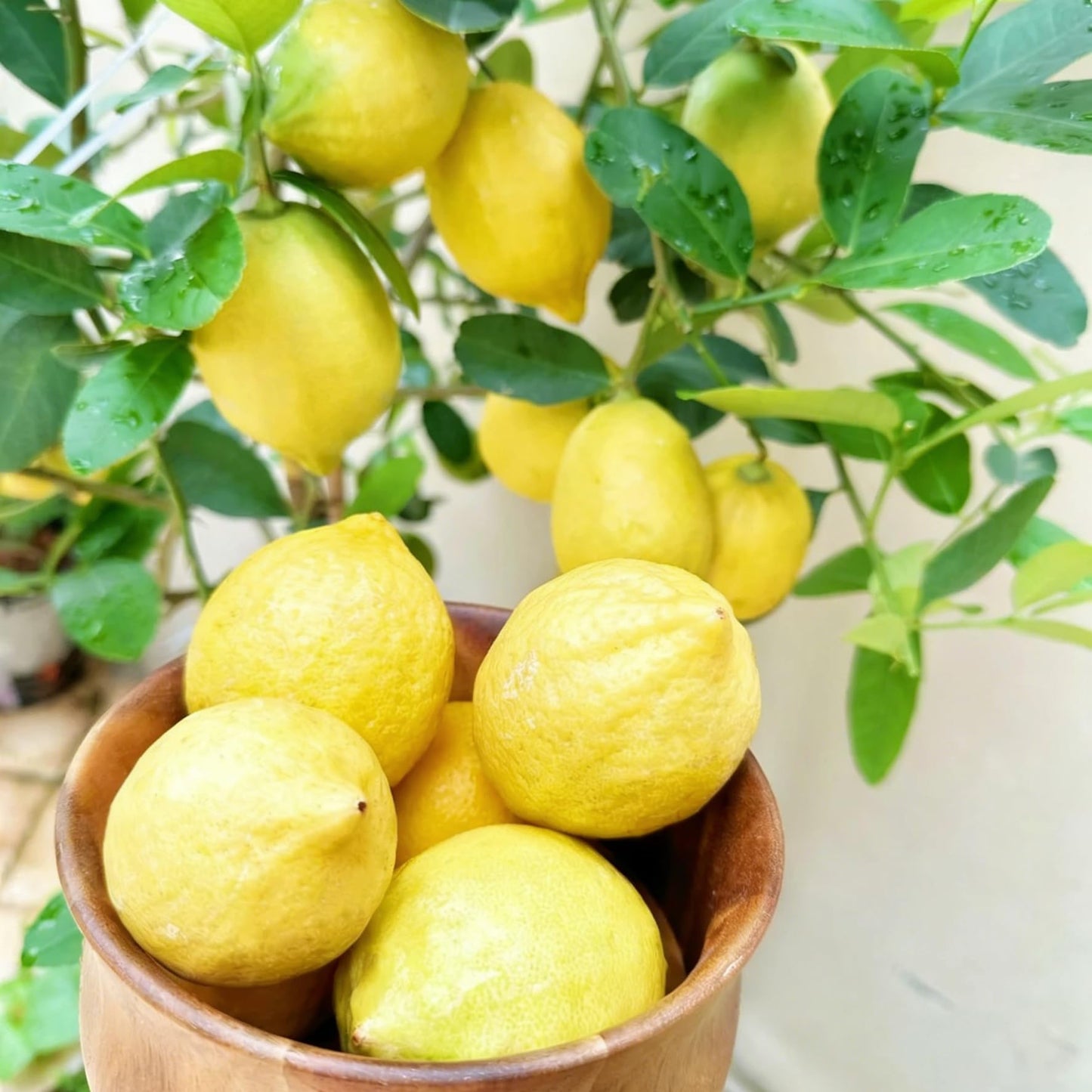 Mixrug Mix Fruit Seeds Pack for Planting, 160pcs Lemon Orange Apple Blueberry Cherry Seeds, Non-GMO Heirloom Sweet Edible Juicy Fruits Tree Plants in Your Home Garden