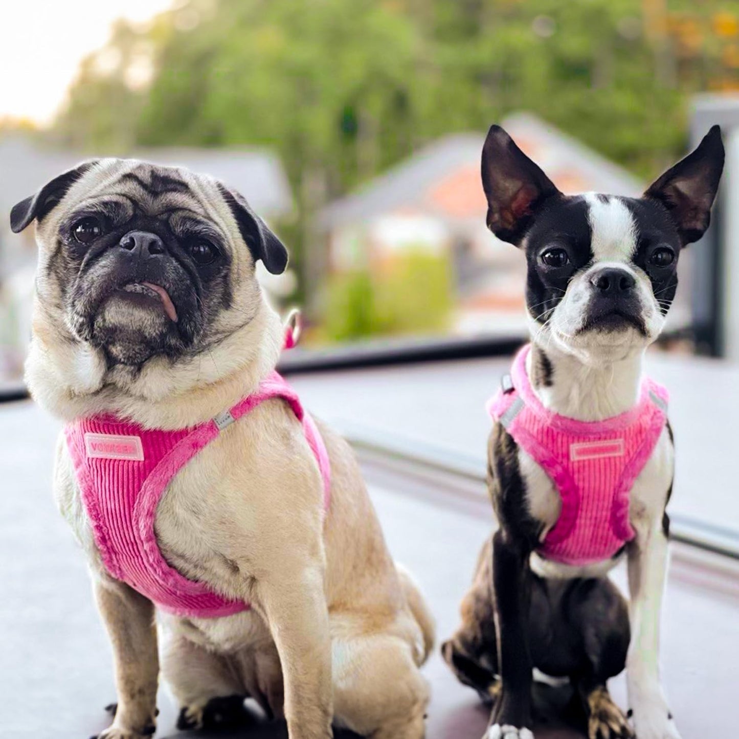 Voyager Step-in Plush Dog Harness – Soft Plush, Step in Vest Harness and Reflective Dog 5 ft Leash Combo with Neoprene Handle for Small and Medium Dogs by Best Pet Supplies -Set (Fuchsia Corduroy), S