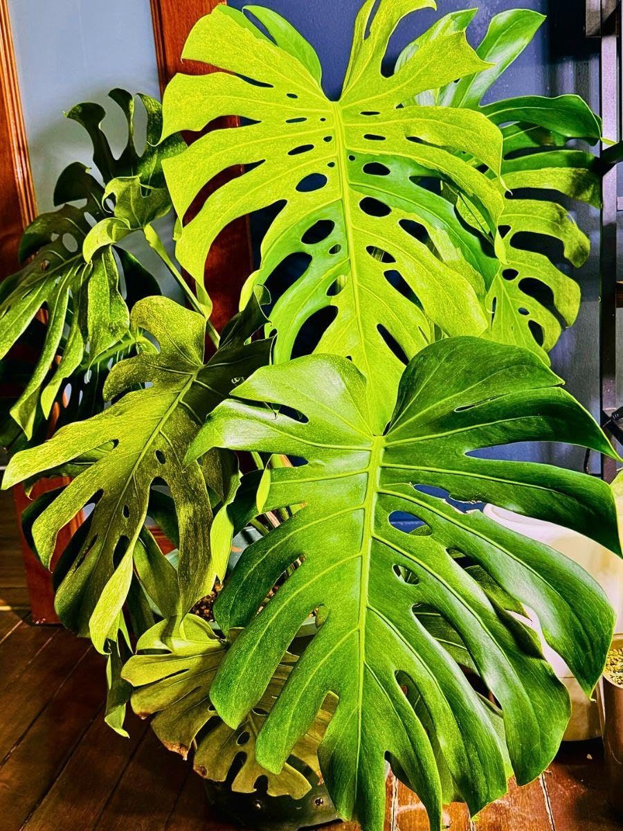 RedCrocus - RedCrocus Swiss Cheese Plant Monstera deliciosa - Indoor Tropical Foliage, Office Decor, Plant Lover Gift 12" Pot