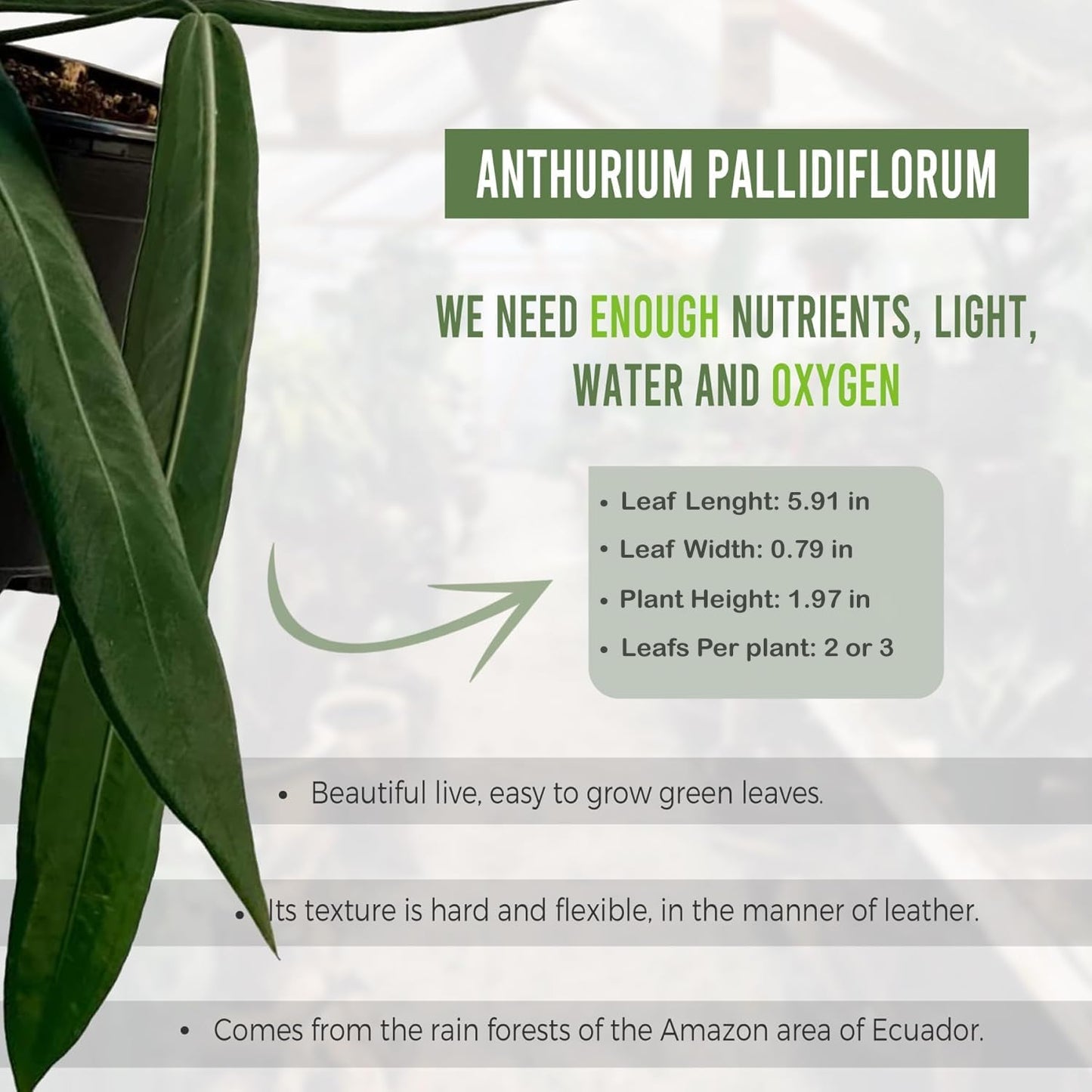 LEAL PLANTS ECUADOR Anthurium Pallidiflorum (Pack of 2)| Green Live Plant for Indoor |Rare & Exotic Indoor Plants for Living Room | Unique Gift for Plant Lovers
