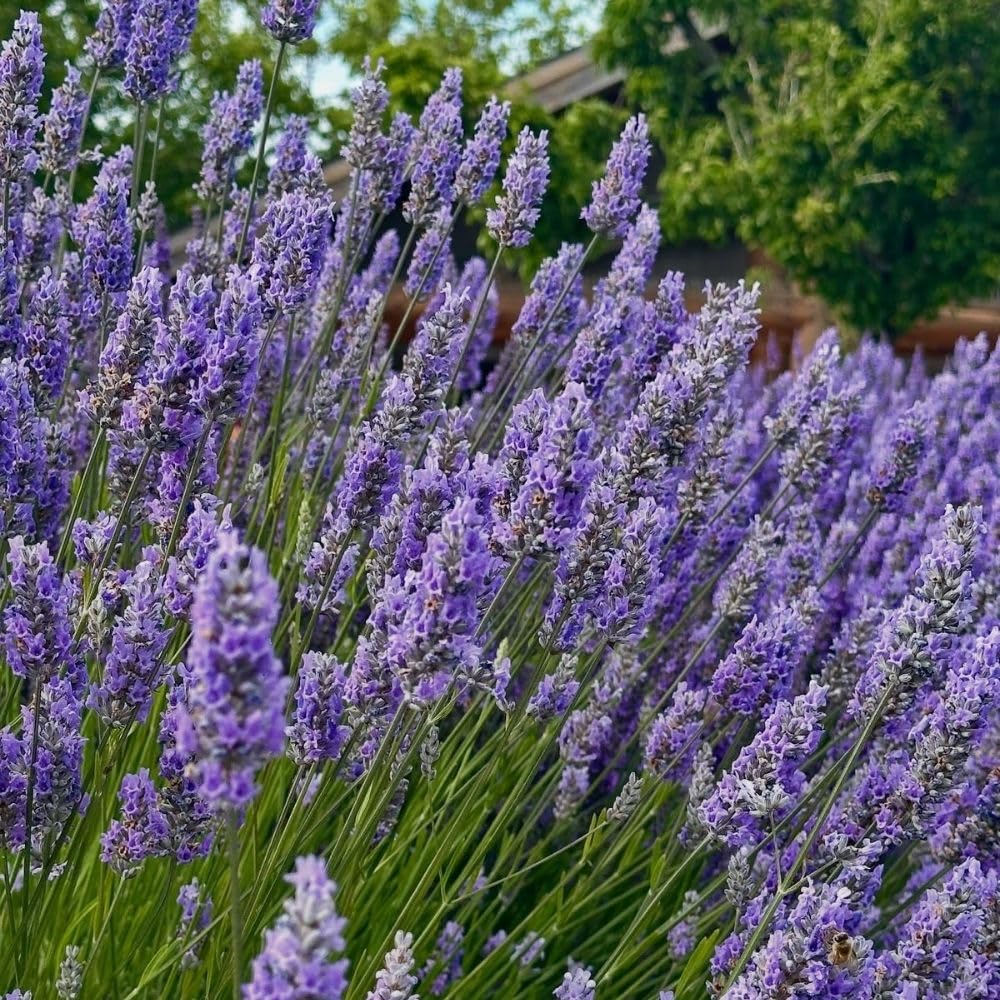 French Lavender Live Plant in Quart Pot, Lavender Herb Plants, Fragrant Hardy Herb for Indoor or Outdoor Planting