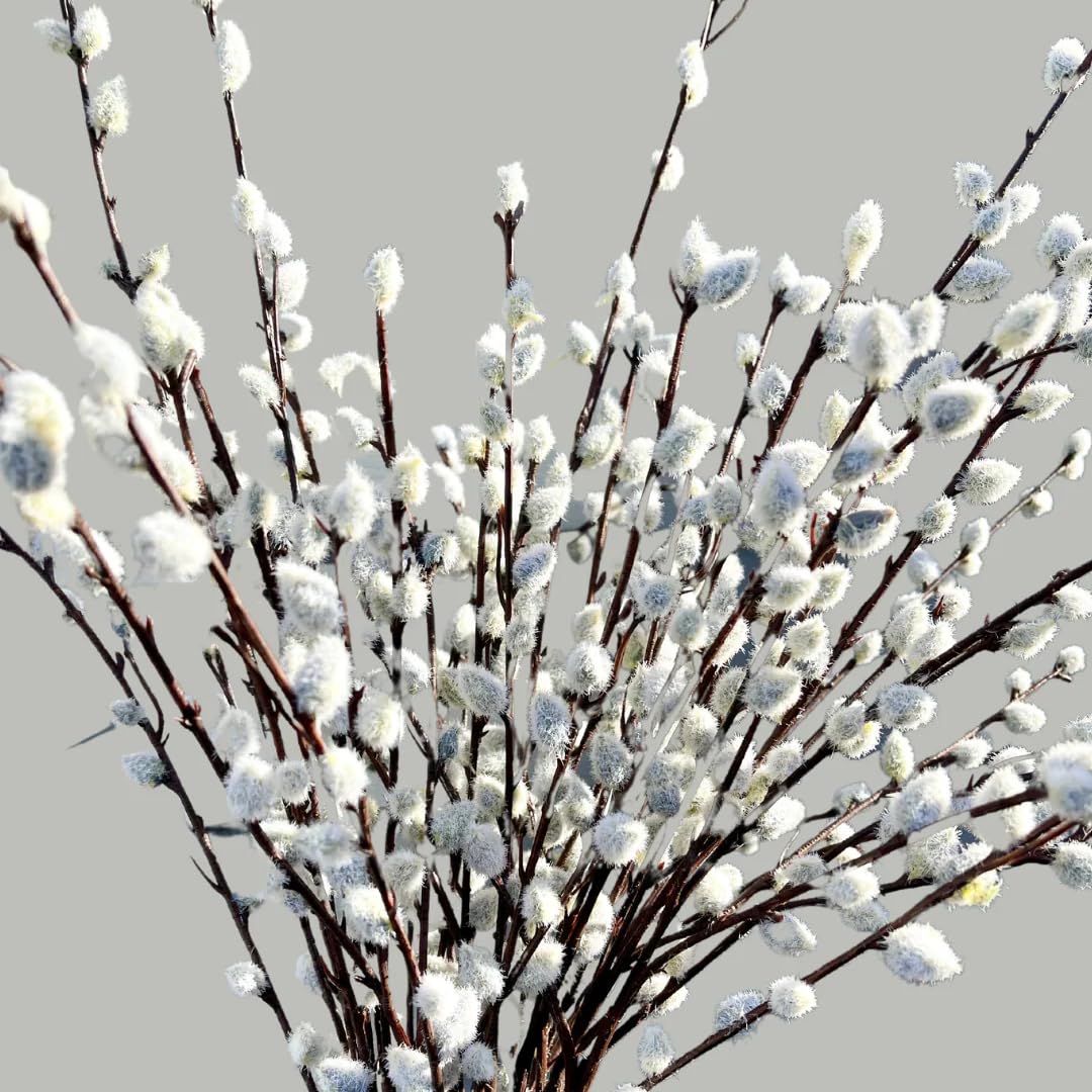 2 Dormant French Pussy Willow Trees Live Plants 6-12", Bare Root, Fast-Growing Cold Hardy, Dormant in Winter, 1 Year Old Willow