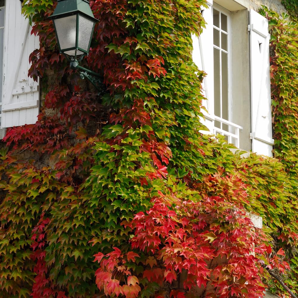 Boston Ivy Plant, Ivy Vine Plants Live Perennial Ground Cover, 2.5 Inc Pot