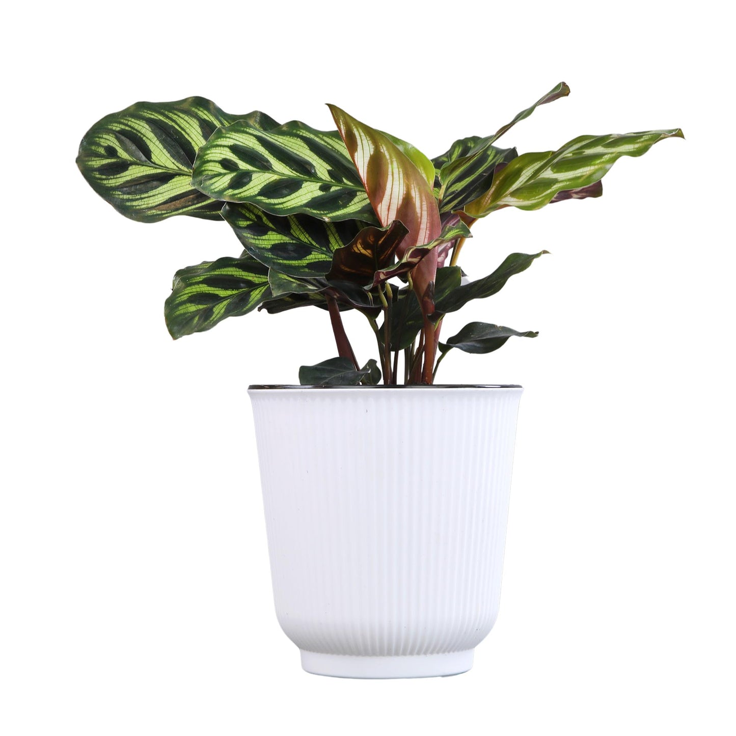 Altman Plants Calathea Live Plant Decor, Makoyana Prayer Plant in 4 Inch White Plastic Plant Pot, Easy Plant Gift, Pet Friendly Plants, Unique Desk Plant, House Plant in Indoor Plant Potting Soil Mix