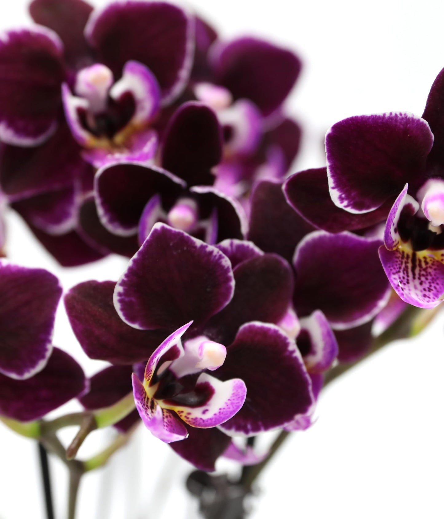Wild Interiors Green Circle Growers Mini Dark Purple Orchid & Succulent Arrangement in Purple Ceramic Jan Pot with Moss, Mom Wood Pick & Lavender Accent – Live Indoor Gift Plant, 4 Inch