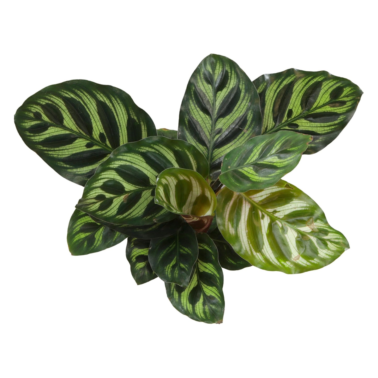 Altman Plants Calathea Live Plant Decor, Makoyana Prayer Plant in 4 Inch White Plastic Plant Pot, Easy Plant Gift, Pet Friendly Plants, Unique Desk Plant, House Plant in Indoor Plant Potting Soil Mix