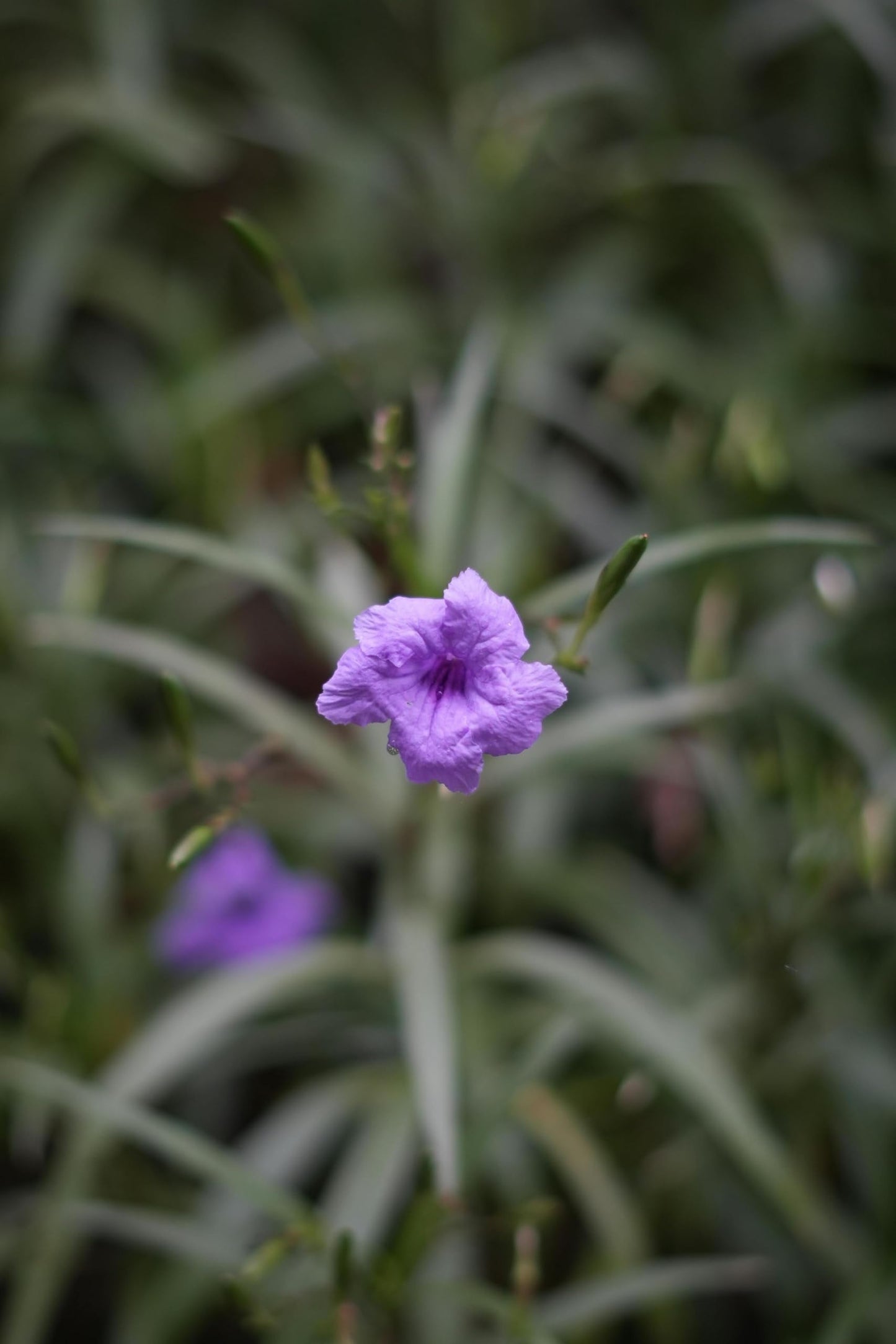 Purple Mexican Petunia Plants – Mexican Bluebell Pack of 3 Live Starter Plants (6-8 Inches Tall) – Ruellia brittoniana, Purple Showers, Fast-Growing