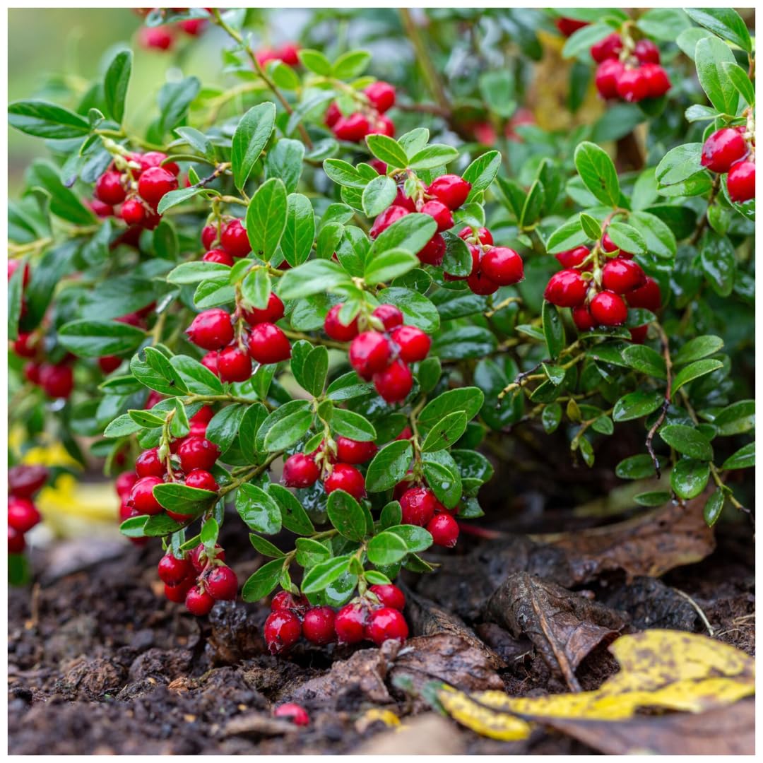 Blueberry Plant in 1 Gallon Pot, 1-2 Ft Tall, Pink Lemonade Blueberry Tree for Planting, Well Rooted and Cold Hardy Blueberry Tree, No Ship to CA