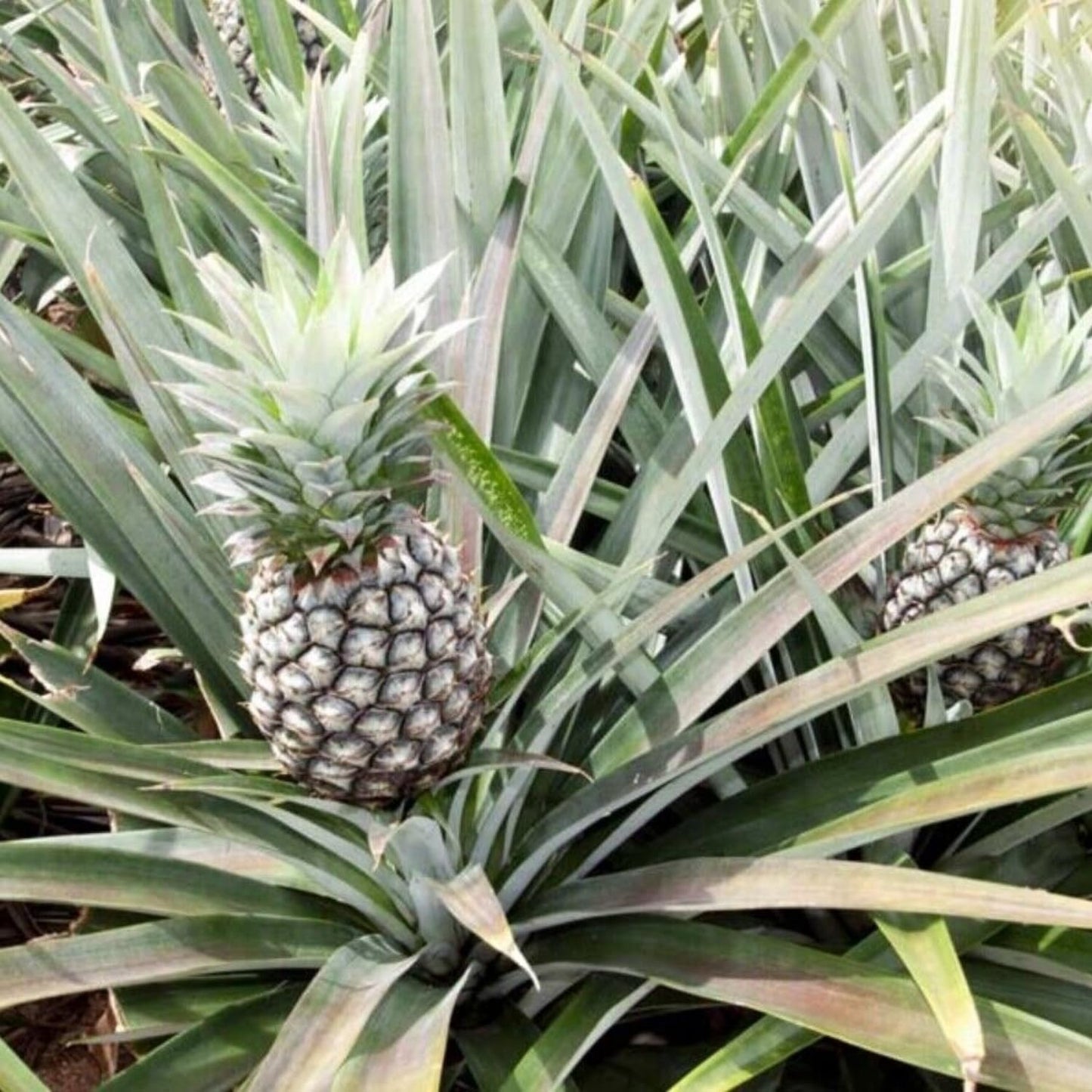 2 White Jade Pineapple Plants Live, 5-9 Inc Tall, Pineapple Fruit Trees Live Plants, Pineapple Seedlings