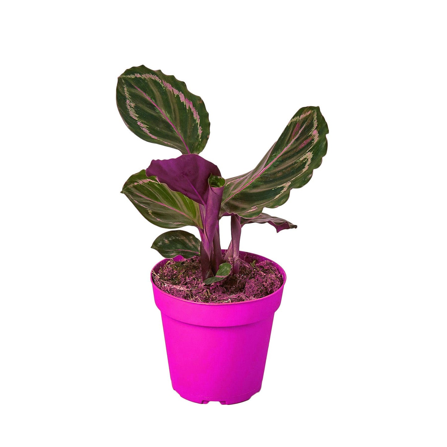 Calathea Roseopicta 'Medallion' in 6in Pot - Live Plants Tropical Houseplants | Variegated | USA Growers | The Snobby Leaf