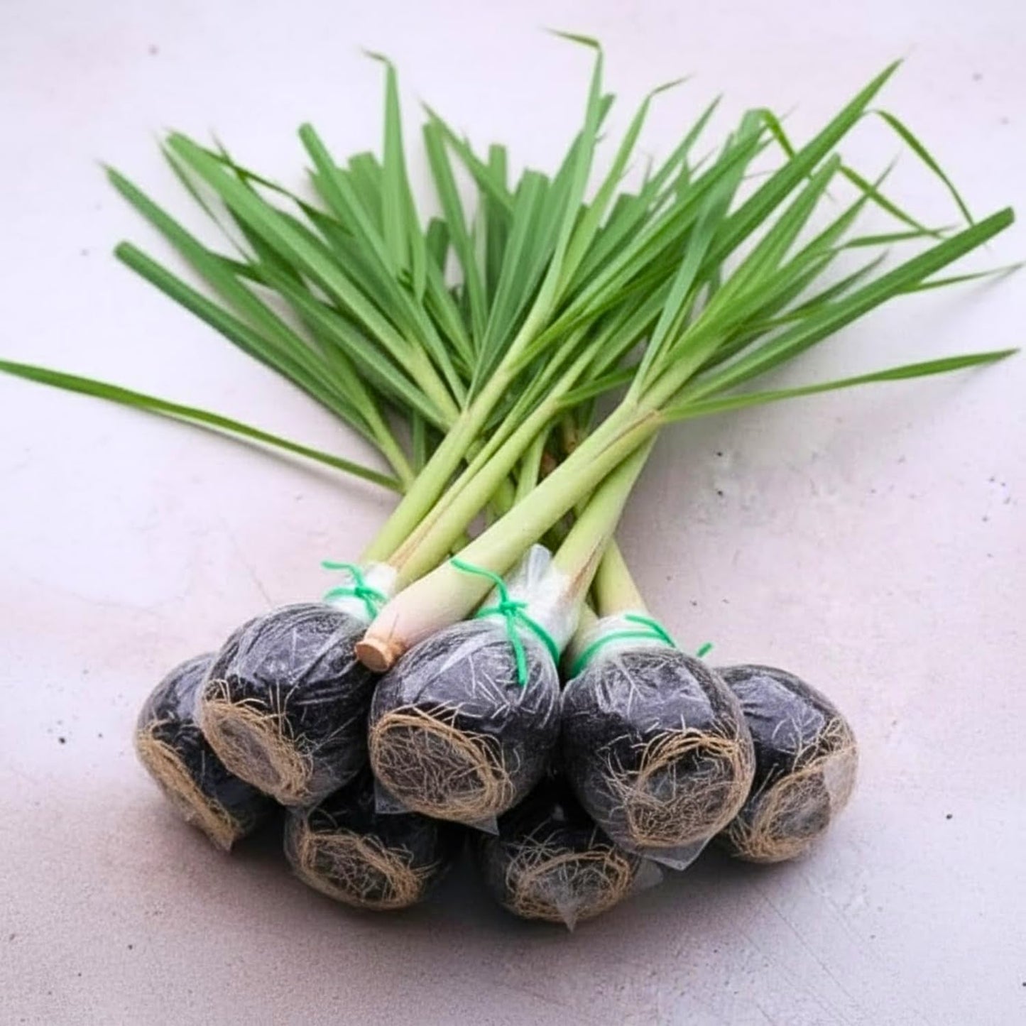 8 Lemongrass Plants Live, Well Rooted Lemongrass Stalks, 4-8 Inches, Fresh Lemon Grass Herbs for Garden Containers Growing