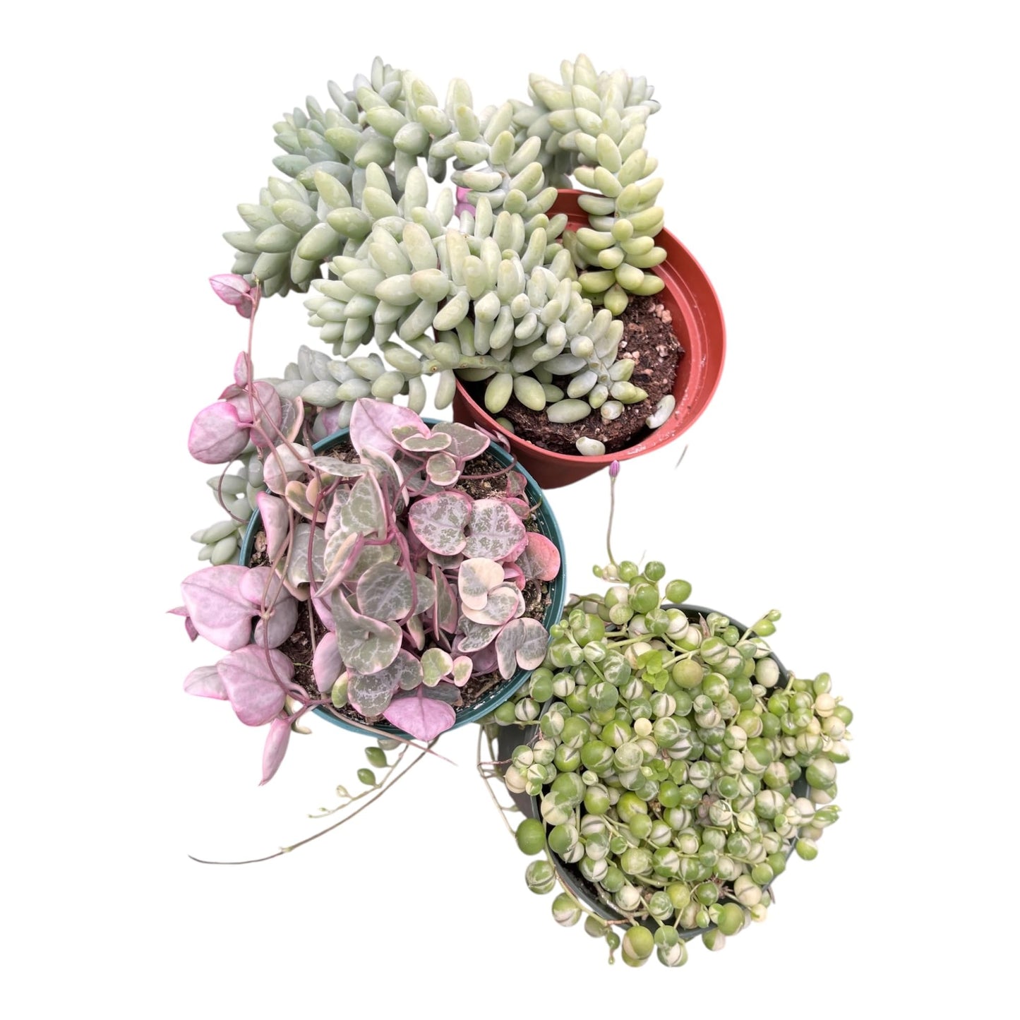 Succulent 3Pack String of Variegated Hearts, String of Variegated Pearls, Sedum Burrito All in 4in Pots All Full Live Plants Healthy and Lush