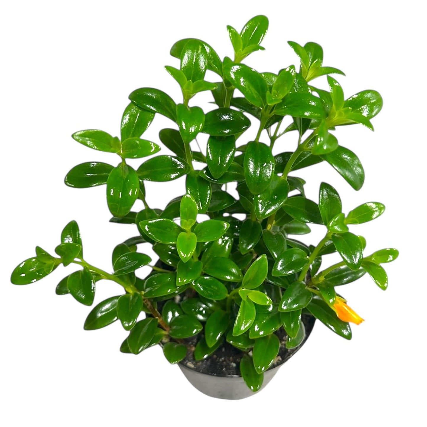 Trailing Goldfish Plant Live, Pet Friendly, Live Indoor Plant, 4 inch Pot - Hopewind Plants Shop