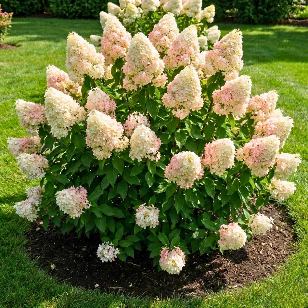 Light Lime to Pink Cream Hydrangea Plant Live Tree, Rare Color, 4" Pot, Perennial and Hardy Blooming Shrub for Garden Spring Planting
