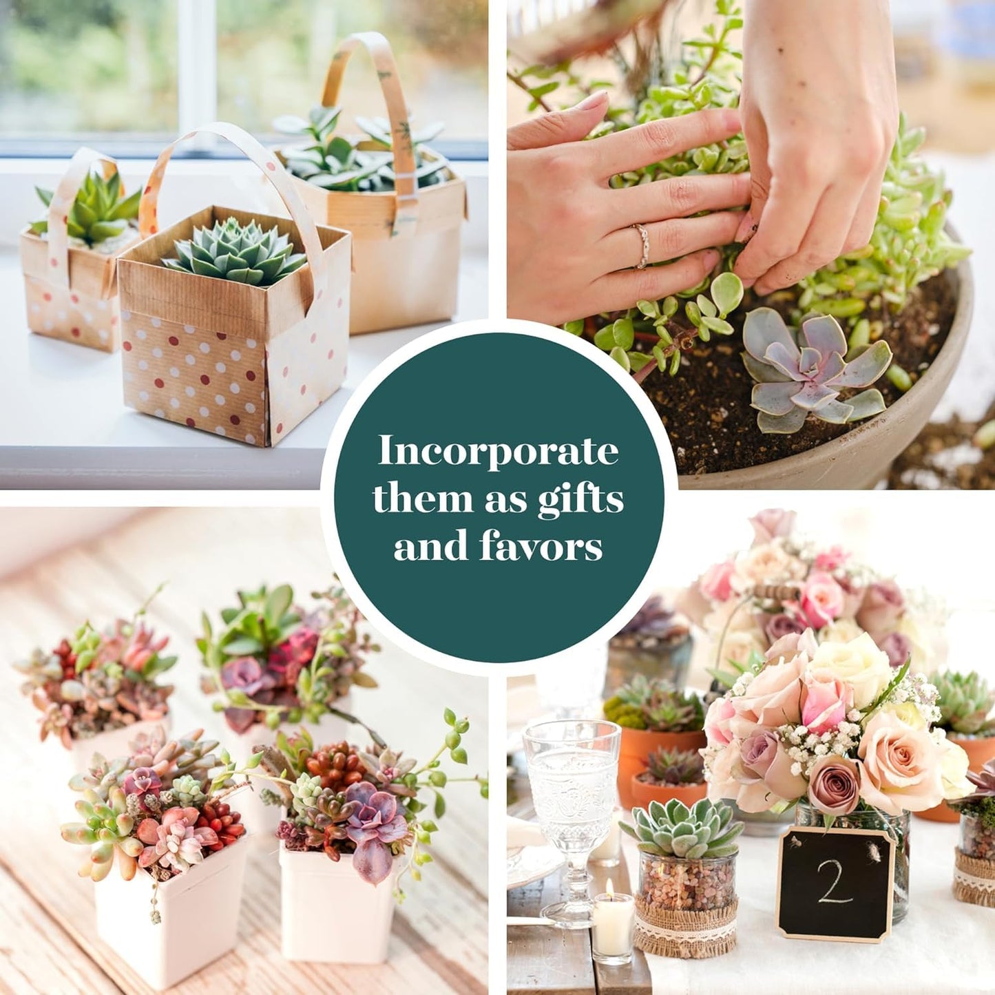 Shop Succulents Mini Succulent Plant Pack Collection - Live 2" Succulent Plants, Low Maintenance, Beautiful Colors & Textures - Wedding and Party Favors, Gift & Garden, Pack of 4
