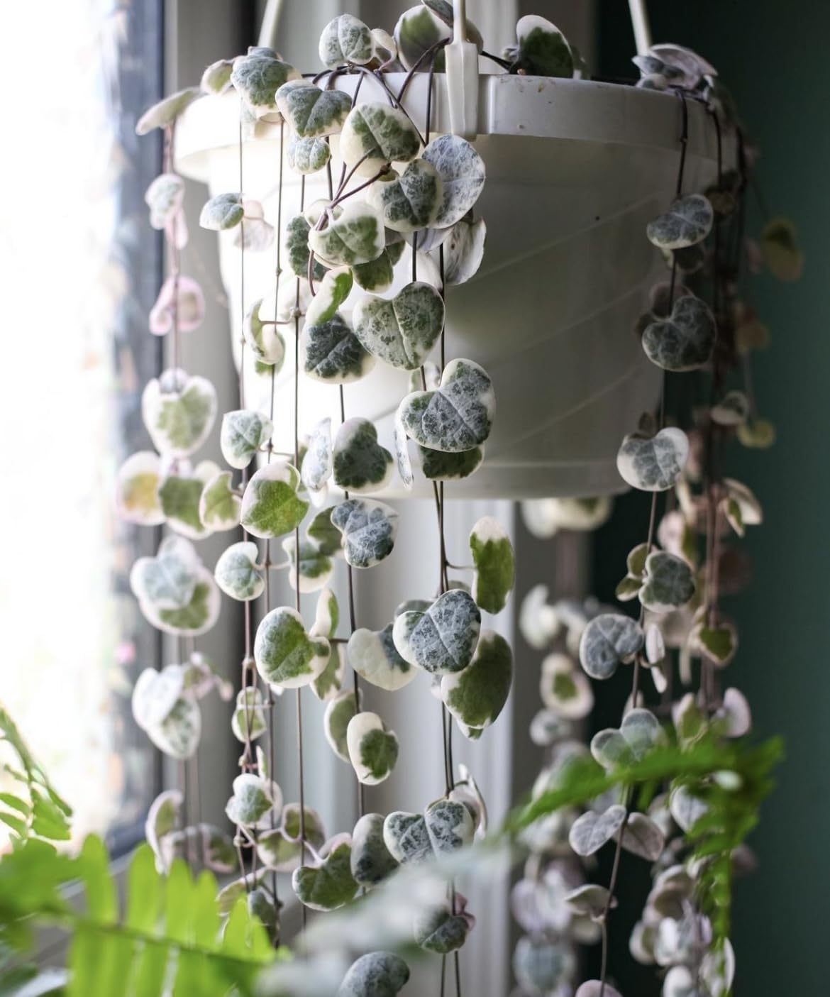 The HC Companies Euro Hanging Basket Planter Decorative 12-Inch Large Plastic Hanging Basket w/Swirl Design for Outdoor Plants, Clay (Pack of 2)