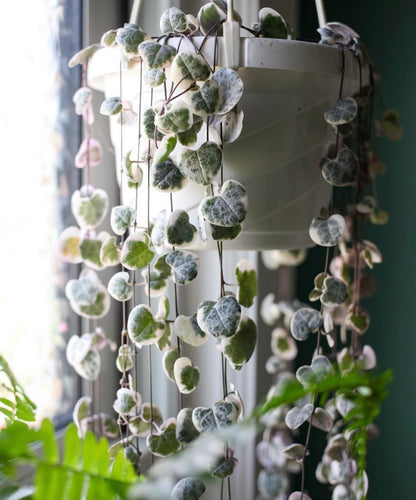 The HC Companies Euro Hanging Basket Planter Decorative 12-Inch Large Plastic Hanging Basket w/Swirl Design for Outdoor Plants, Clay (Pack of 2)