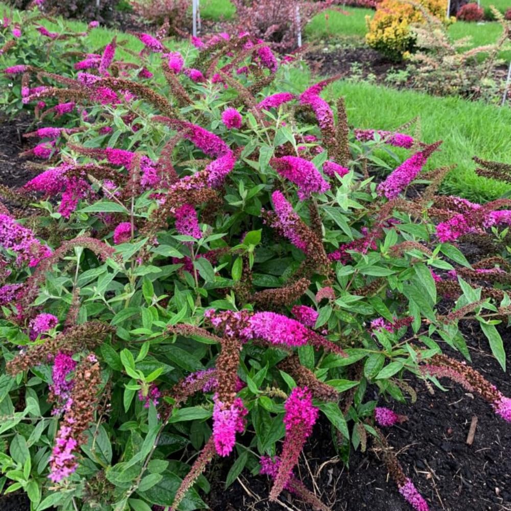 Potted Butterfly Bush Live Plant, 5-9" in Tall, Cold Hardy, Spring Outdoor PlantingBlooms Summer to Fall, Dormant in Winter (Cranberry Buddleia Plant)