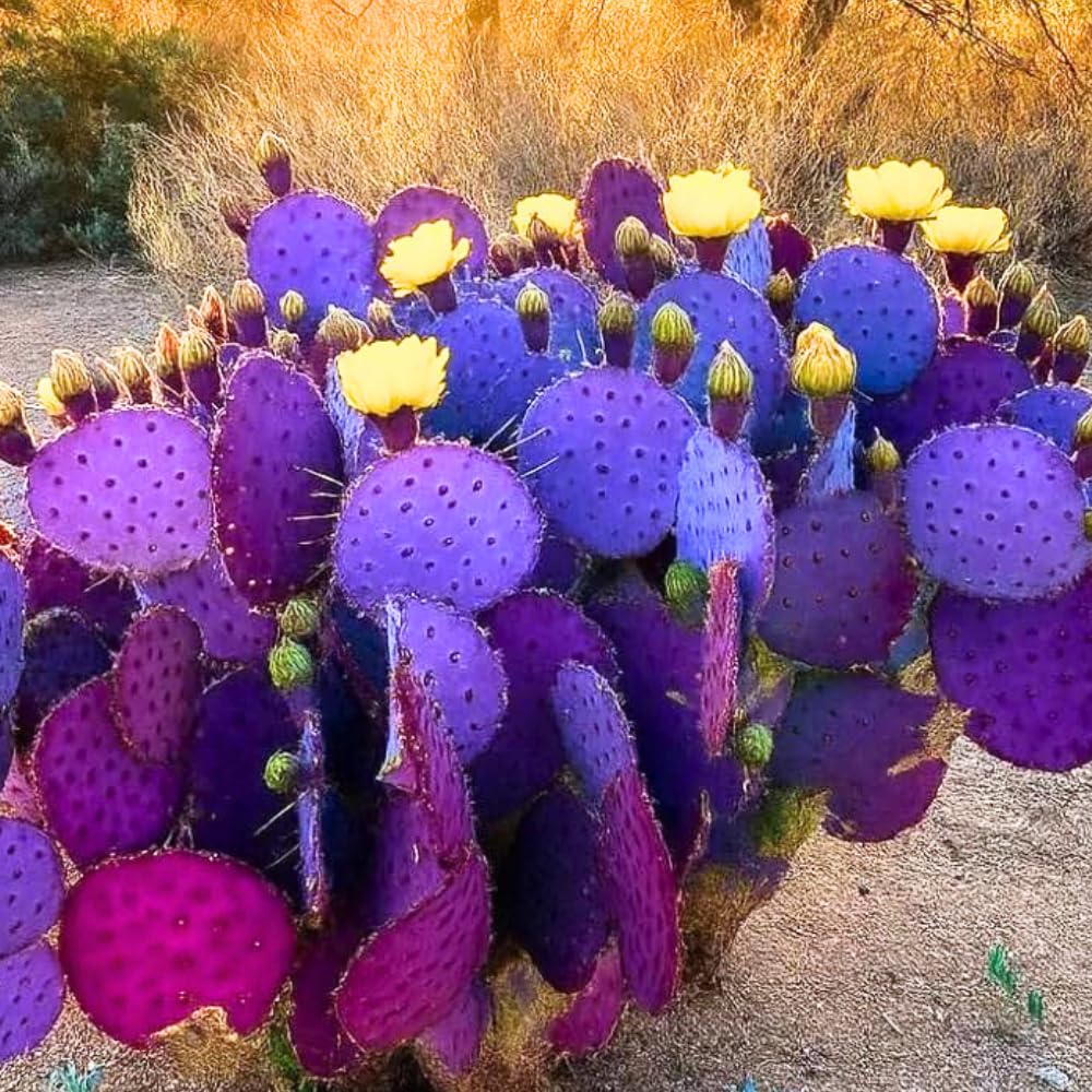 Purple Prickly Pear Cactus Live Plant in 3.5" Pot, Hardy Cactus Succulent with Purple Pads for Garden or Houseplant Decor