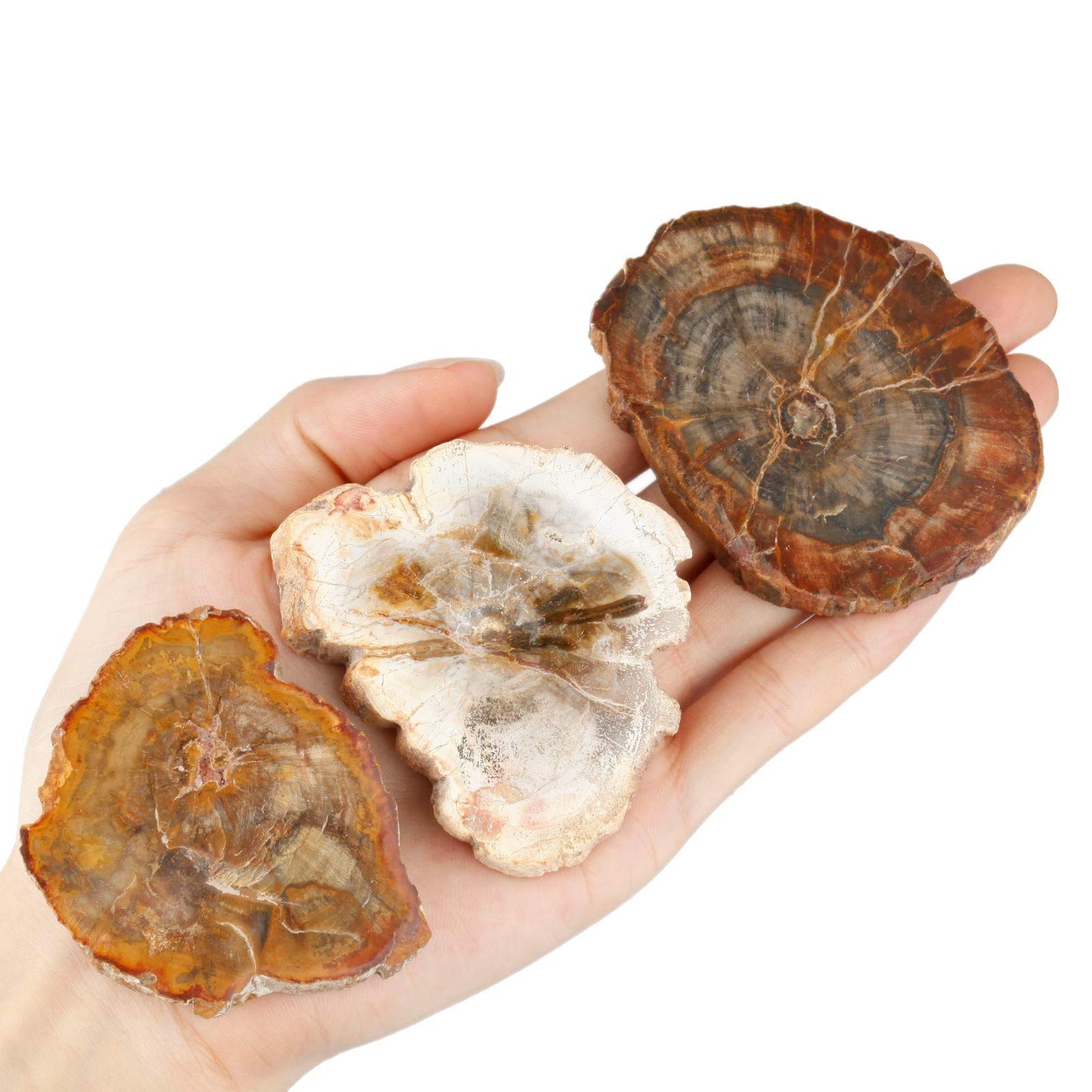 Rockcloud 1.5-3" Natural Irregular Petrified Wood Stones Chakra Healing Stone Specimen Pack of 5