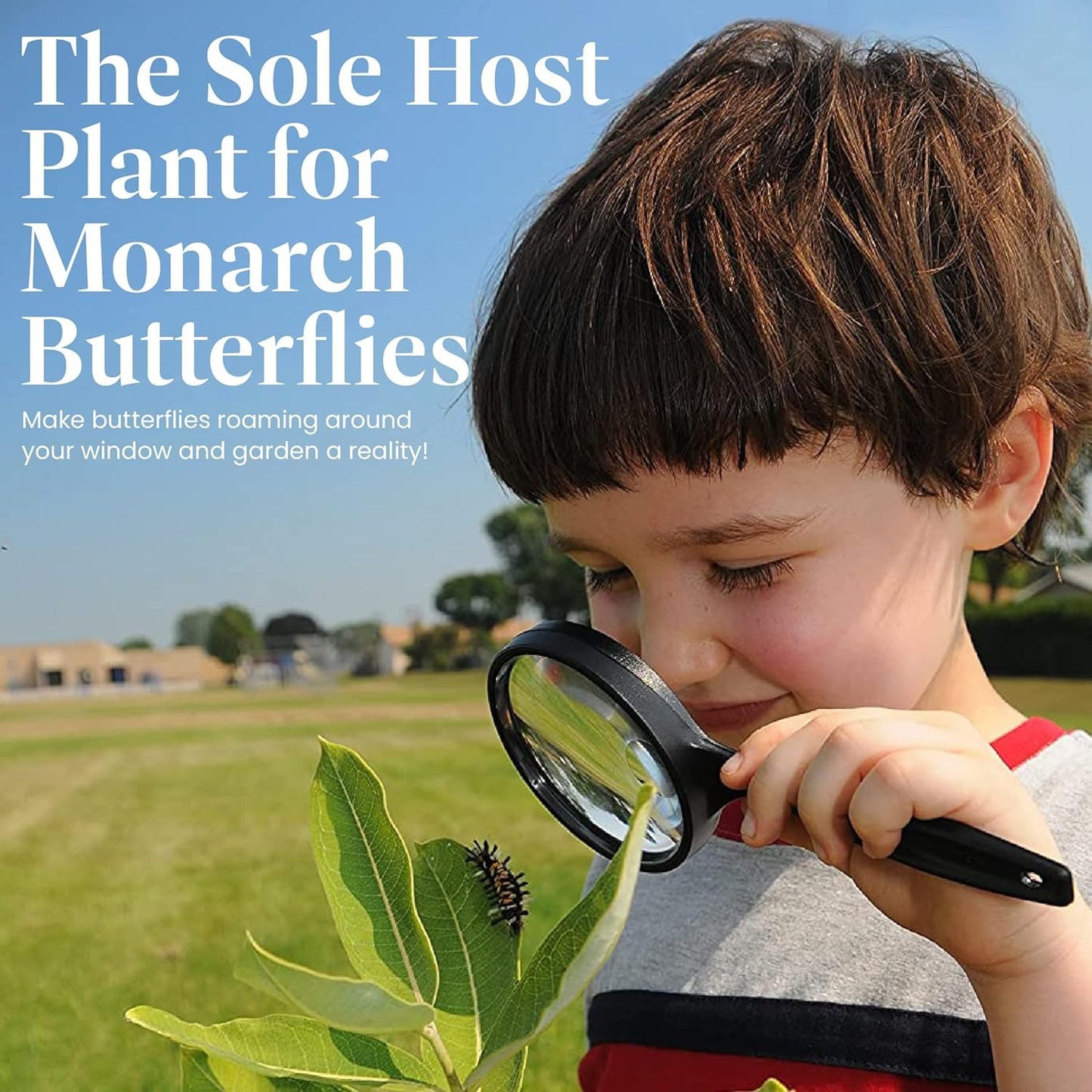 American Plant Exchange Live Milkweed Plant, Host for Monarch Butterflies, Plant Pot for Home and Garden Decor, 6" Pot