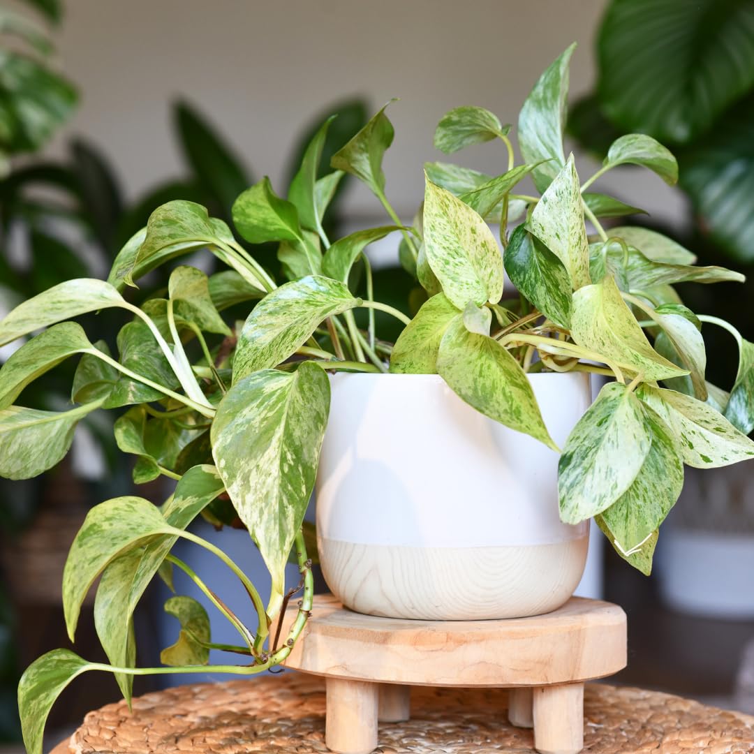 Set 2 N’Joy Pothos Live Houseplant, Variegated Pothos Plant, 3 Inches Pot for Indoor or Outdoor Growing