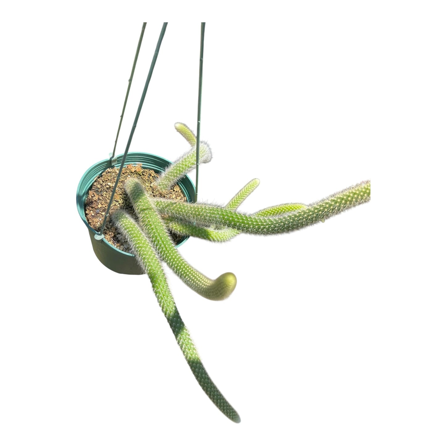 Rare Monkey Tail Cactus (Hildewintera colademononis) 6Inch Pot 5 Tails Around 8 Inches or Longer for Each Tail Rooted and Healthy