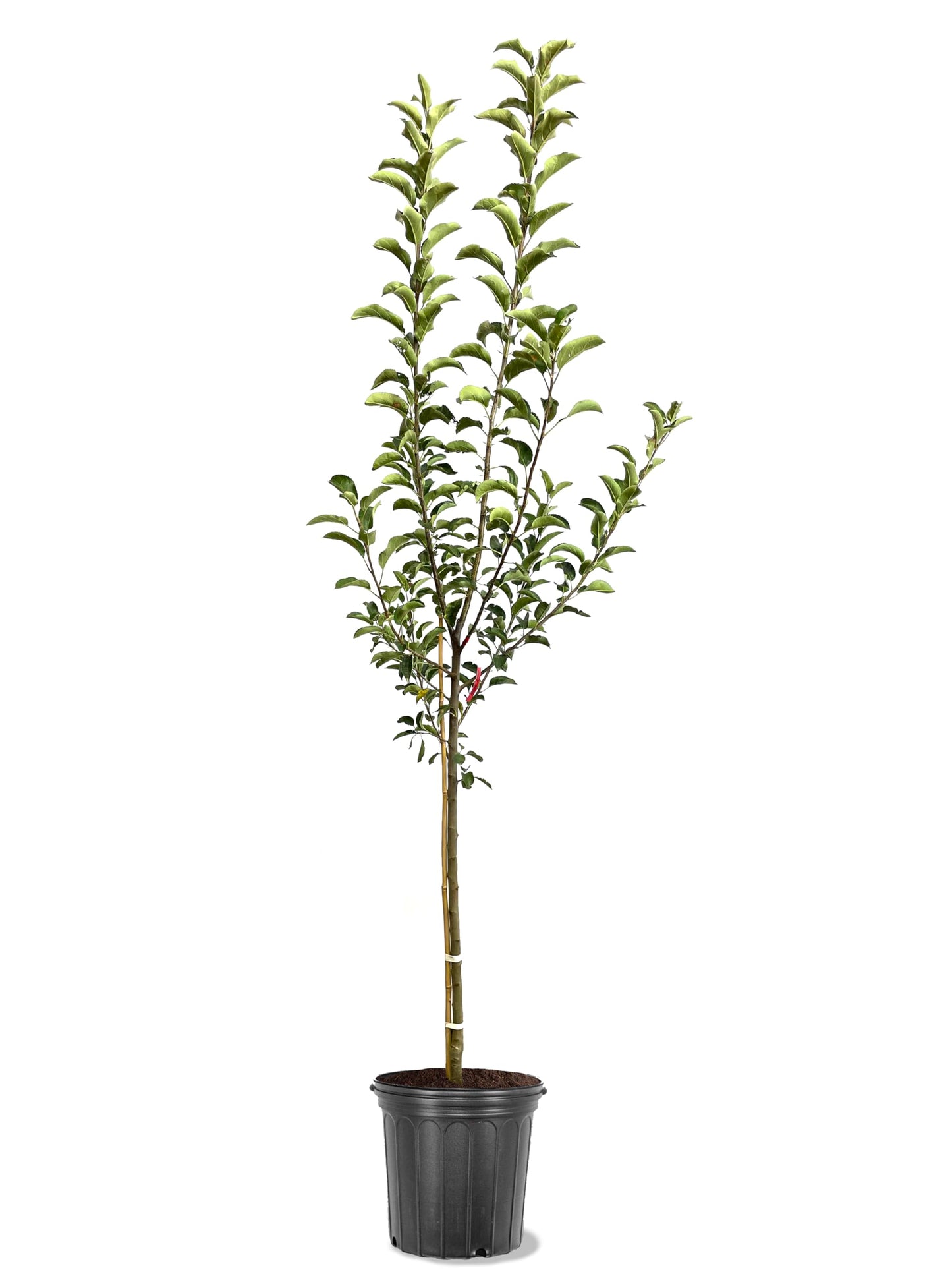 American Plant Exchange Apple Tree 'Grimes Golden' – Live Fruit-Bearing Plant, 5-Gallon Pot, Cold-Hardy, for Home Orchards, Backyard Gardens & Edible Landscapes
