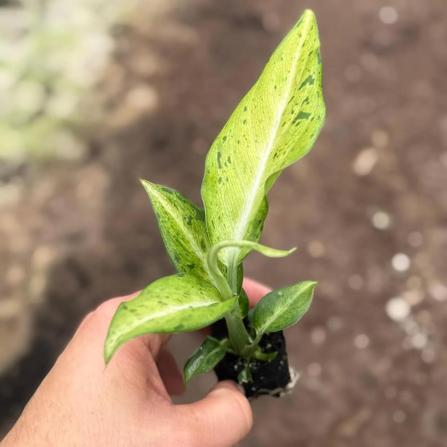 Dieffenbachia Camouflage Live Plant Starter – Tropical Indoor Houseplant for Home or Office – Easy Care Foliage Plant – Decorative Houseplant Gift with Heat Pack Included