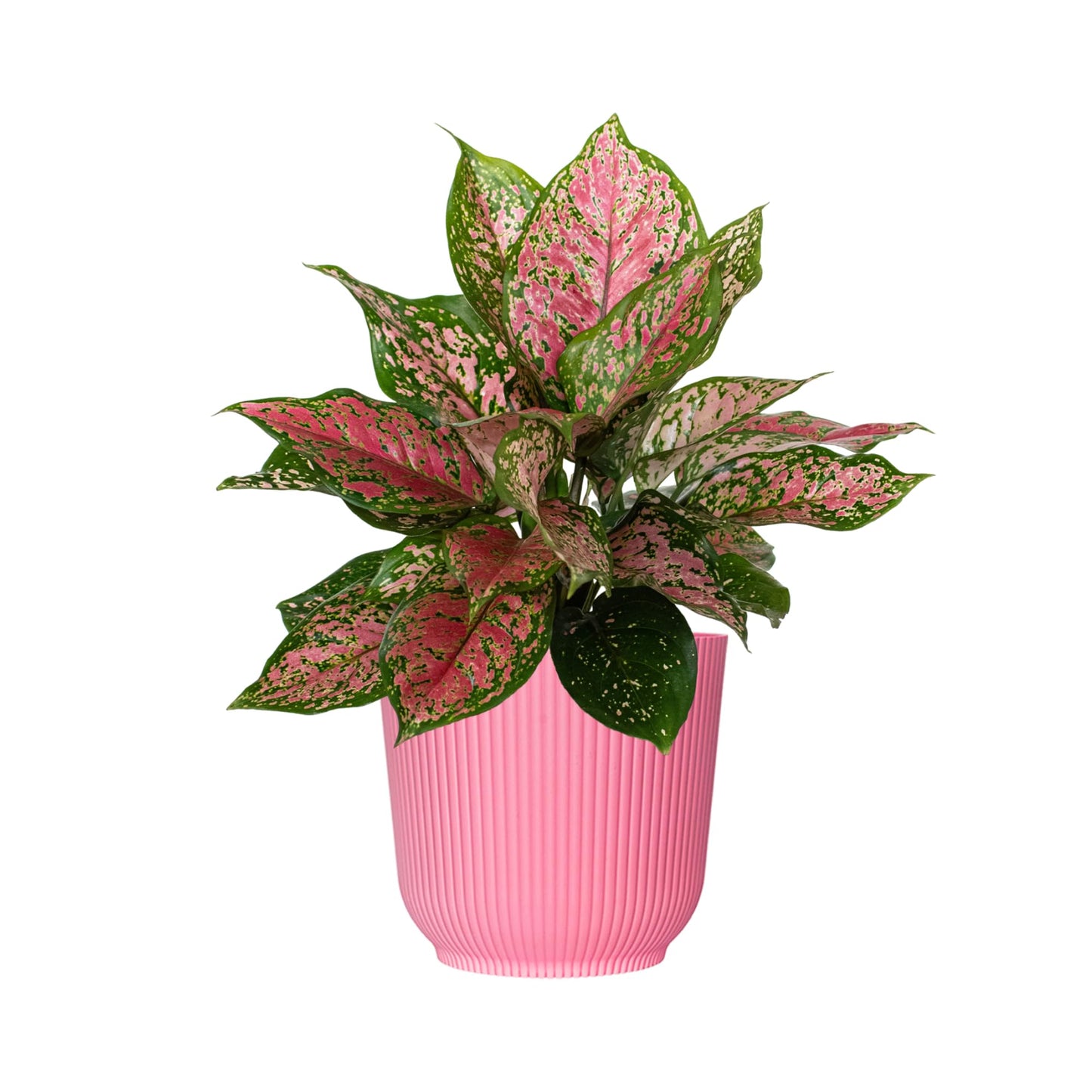 Aglaonema Ruby Ray Live Plant by United Nursery 6 inch Pink Decorative Pot Mother’s Day Gift for Patio and Home Decor Stunning Variegated Foliage Pink