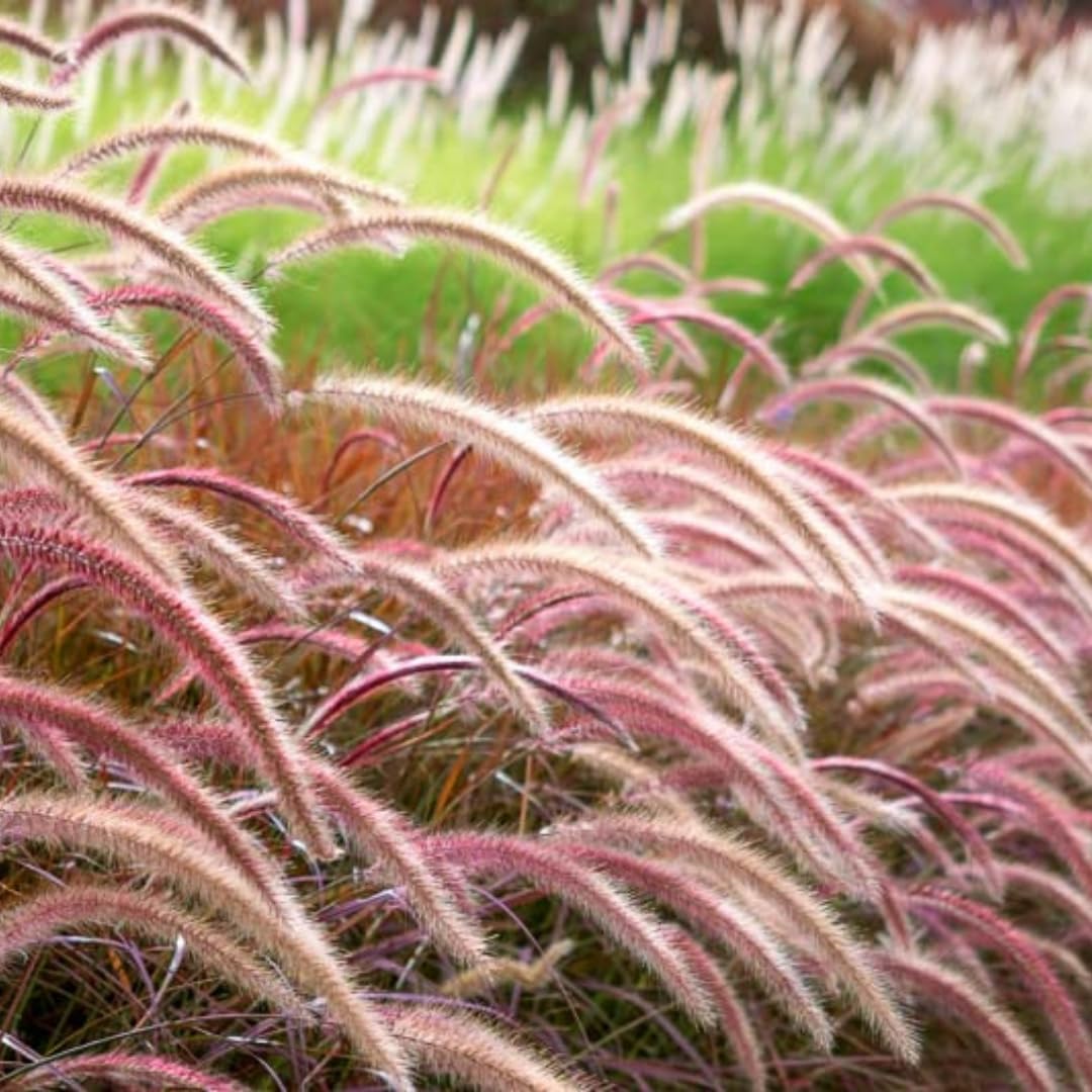 2 Grass Ornamental Grasses Seedlings, Live Grass Perennial Hardy Ornamental Plants, Outdoor Planting, 5-9" Tall (Purple Fountain)