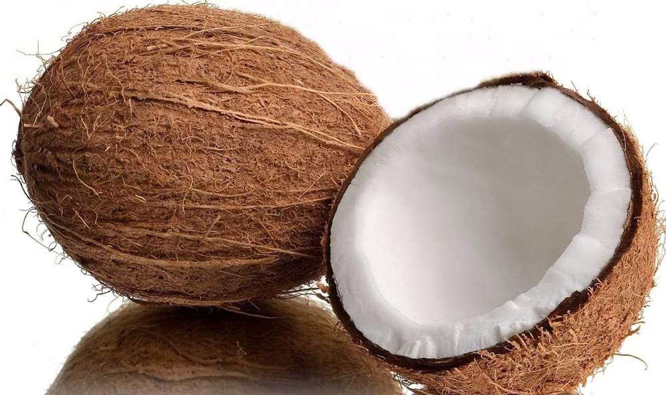 Live Green Dwarf Malayan Coconut Plant Seedling 1 to 3 Feet Tall, Cocos nucifera Plants for Planting, Sprouted Coconut Palm, Ready to Grow Produces Edible Fruits