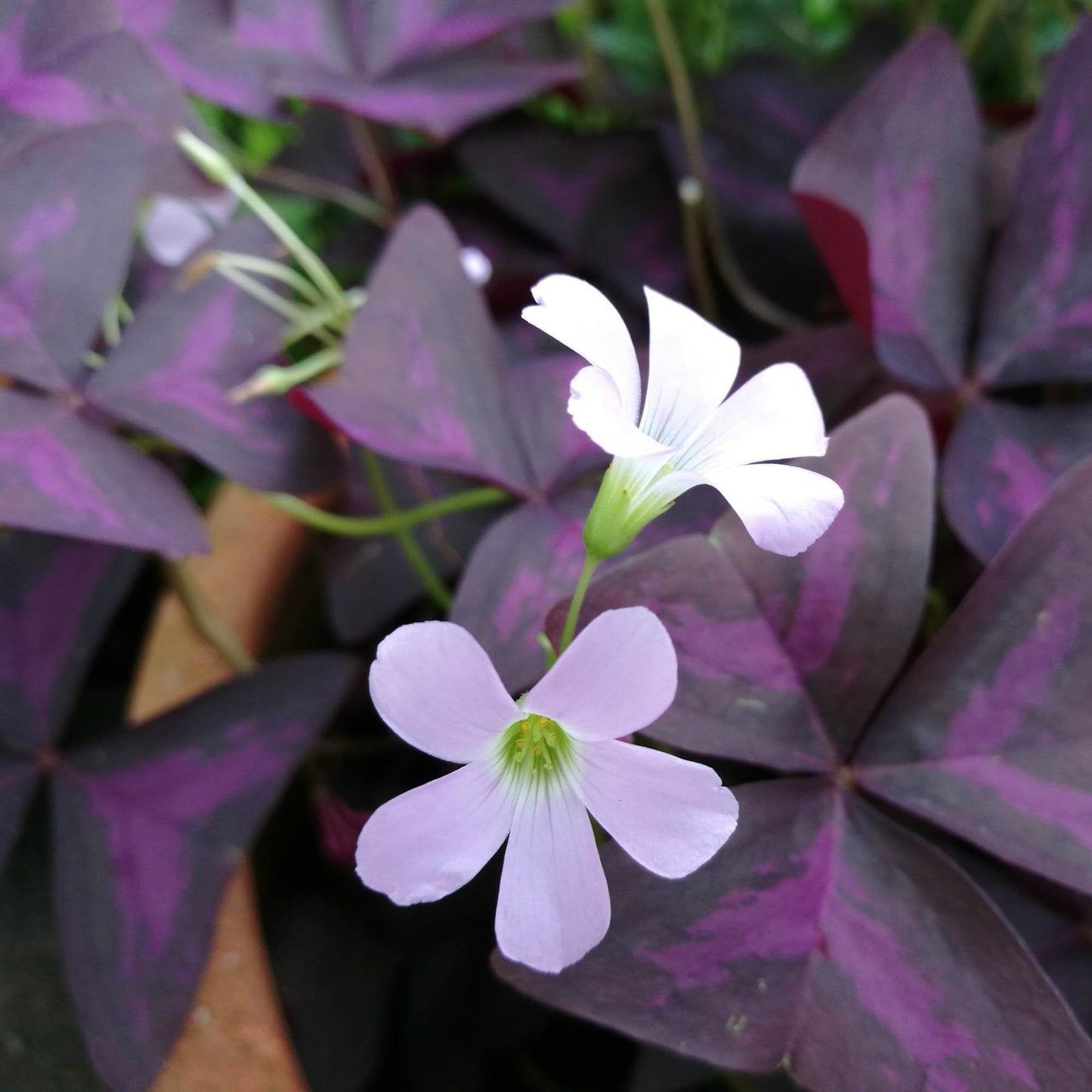 Easy to Grow Oxalis Triangularis Purple Shamrocks Pack of 20 Plant Bulbs - Purple Foliage with Light Lavender Flowers, Indoor Outdoor Low Maintenance