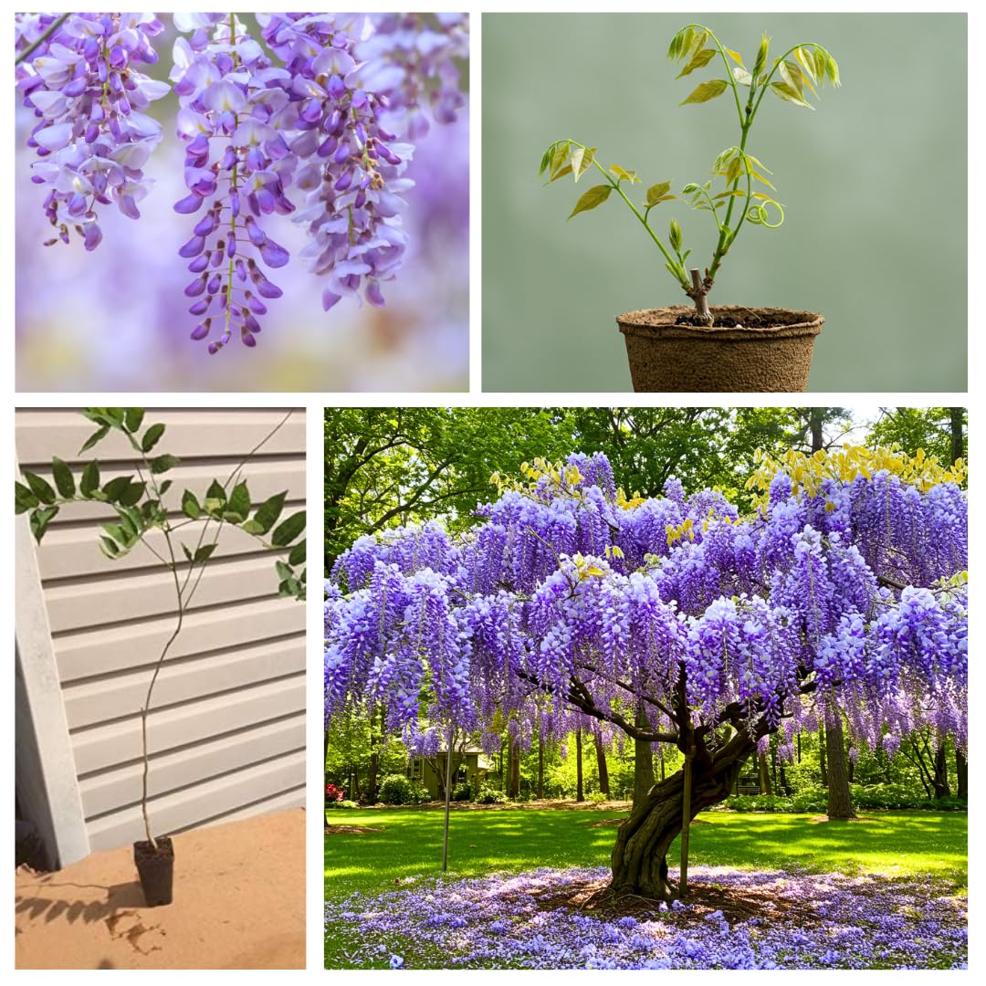 Stunning Live 1 Potted Chinese Blue Weeping Wisteria Tree Fresh Plant