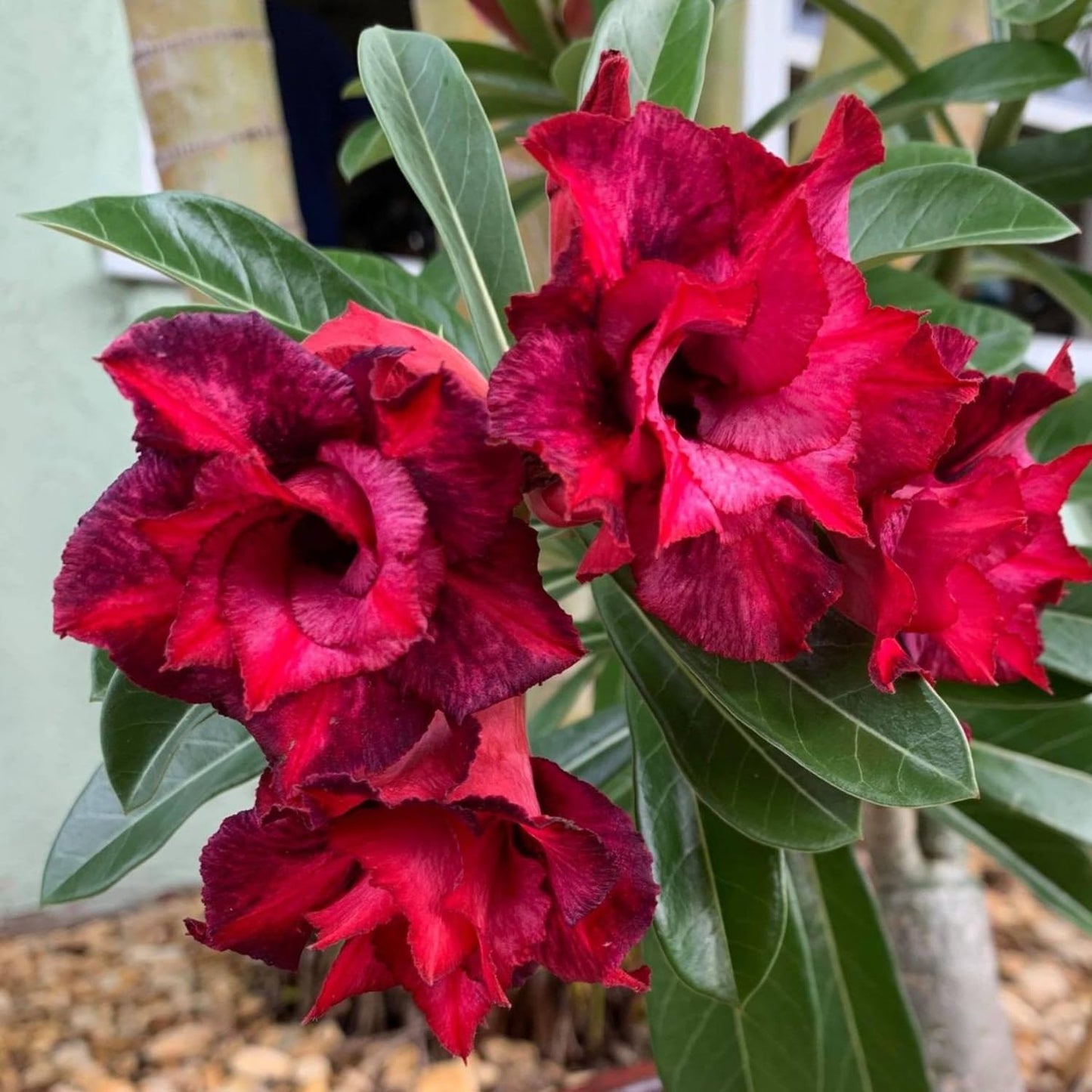 Set 3 Live Desert Rose Plants, Assorted Flowering Succulent Houseplant, Indoor Outdoor Growing 4-7'' Tall