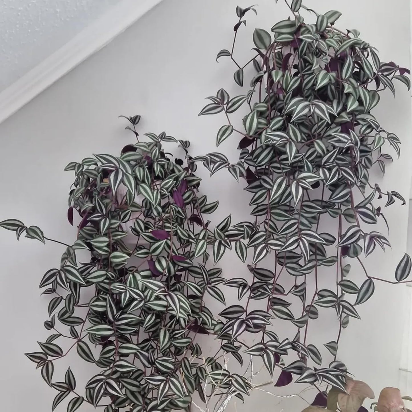 02 Pots Tradescantia Wandering Jew Plants Live Houseplants in 2" Pot, Starter Plants, Mix Purple and Pink Color