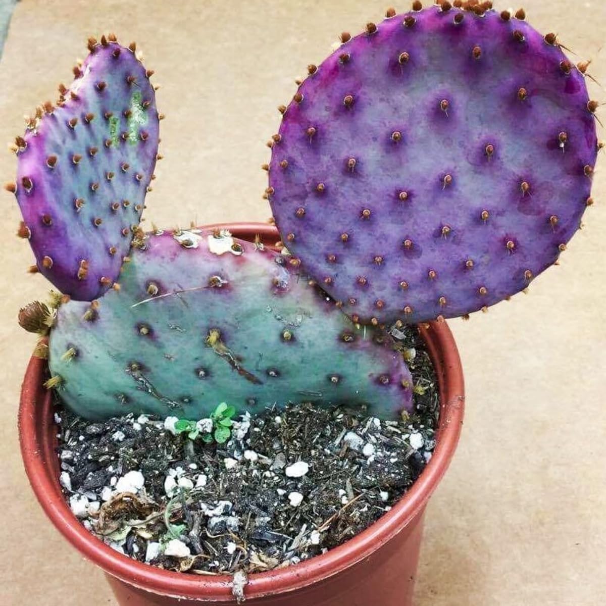Purple Prickly Pear Cactus Plants Live in 3 Inch Pot, Hardy Colorful Cactus Plants, Great for Rock Gardens and Pots