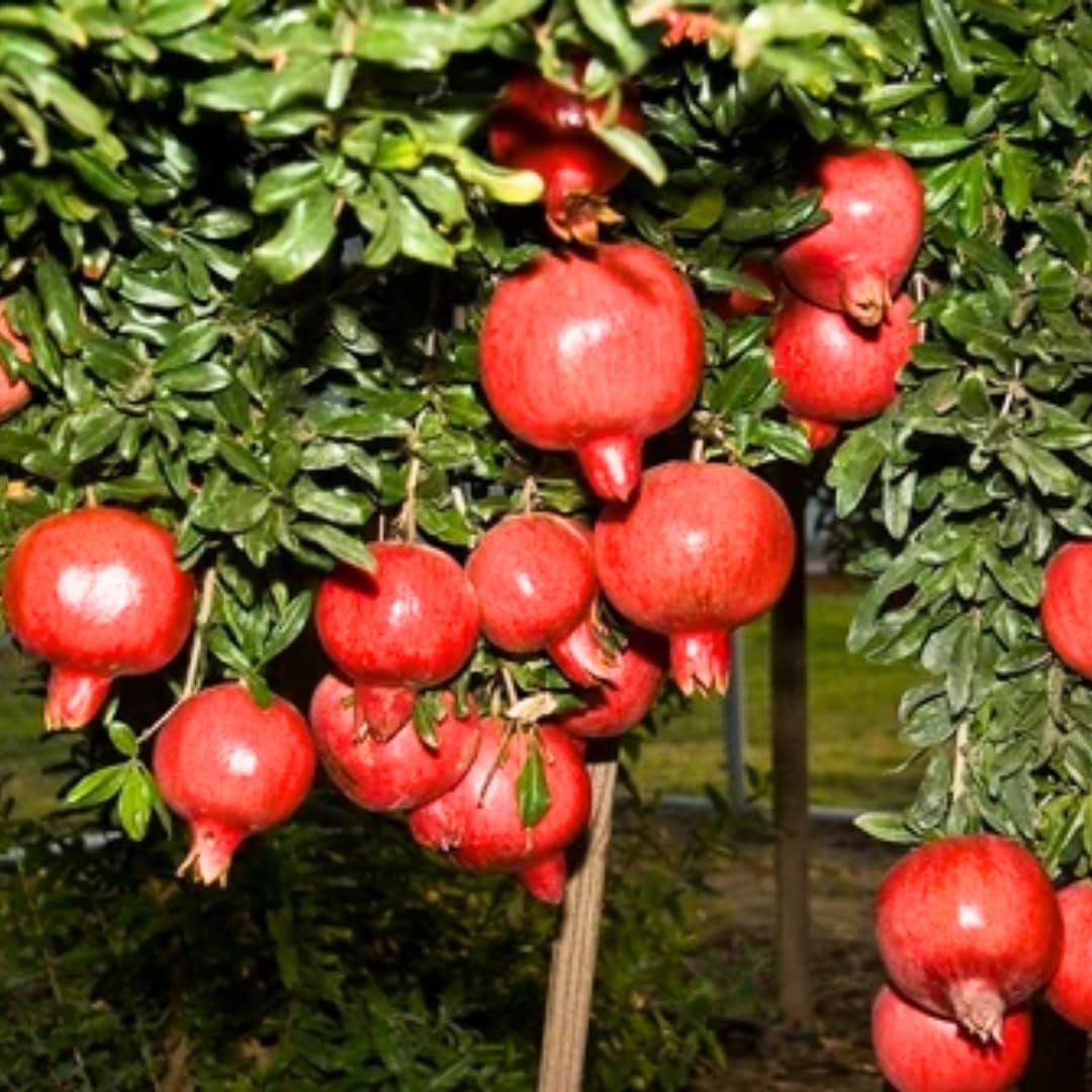 Sweet Red Pomegranate Tree Live Plant Starter Size Seedling in 4" Pot, 1 Year Old Pomegranates Plant for Indoor Outdoor Spring Growing