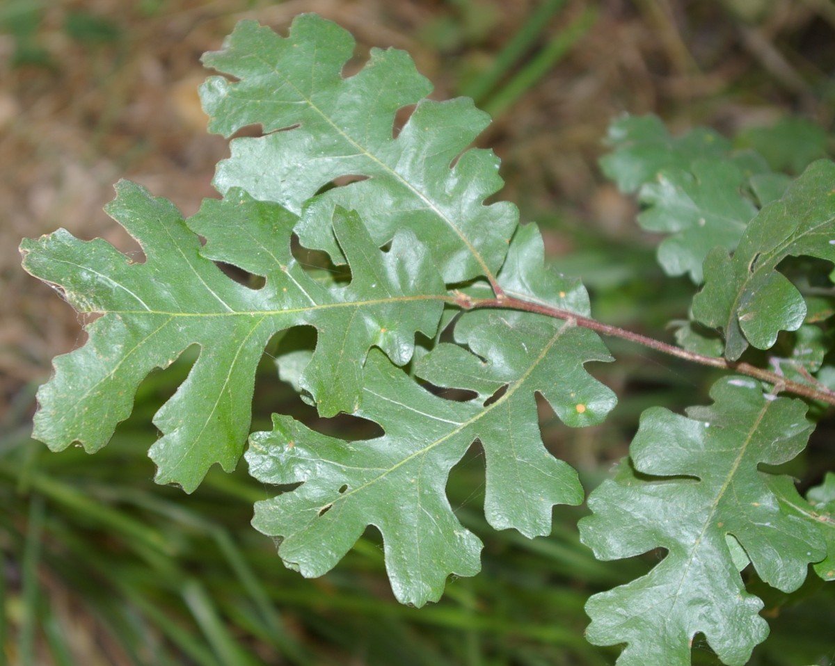Valley Oak | Medium Tree Seedling | The Jonsteen Company