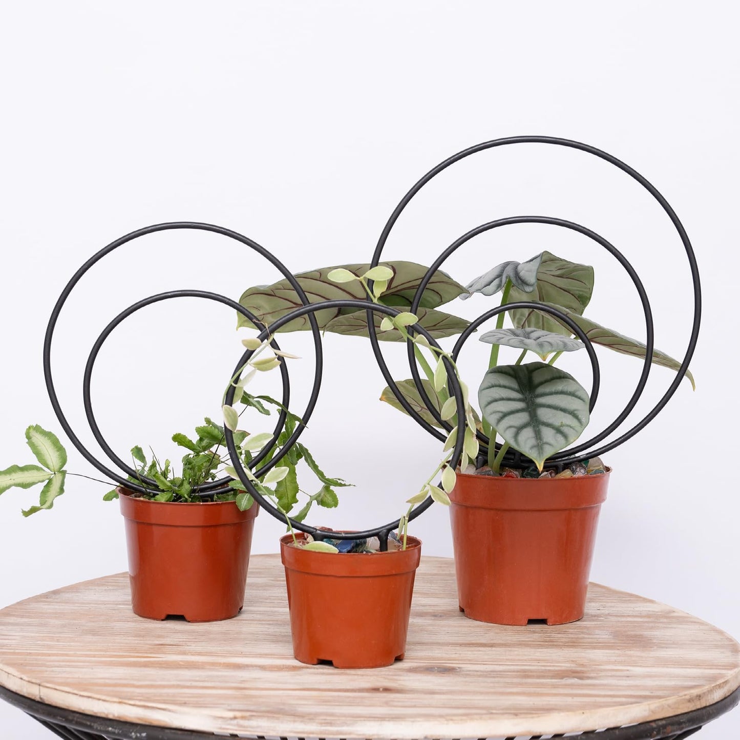 YOHSNOR Hoya Trellis Set of 3 Round Climbing Plant Supports - Small, Medium, Large - Sturdy Metal for Indoor & Outdoor Potted Plants - Easy Tool-Free Assembly - Great Choice for Plant Enthusiasts