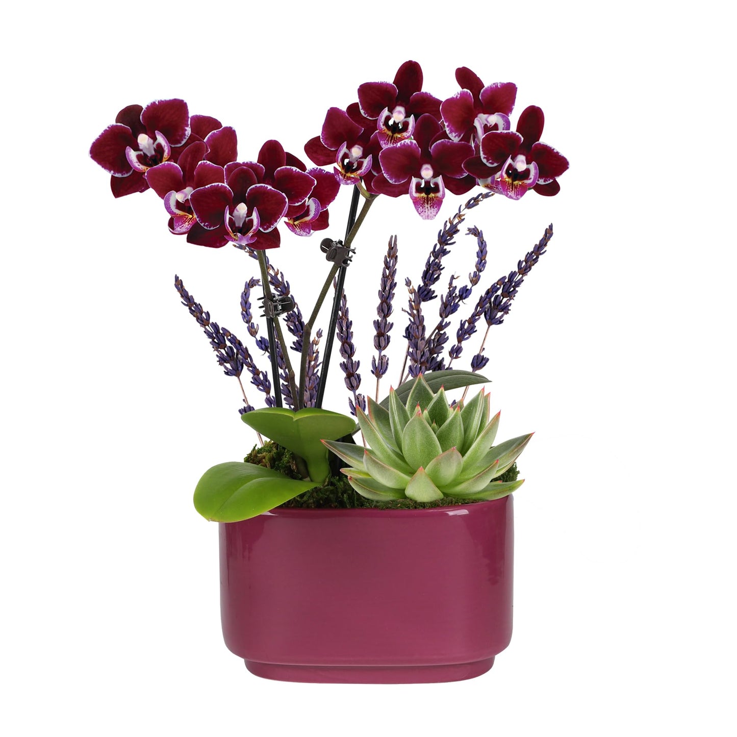 Wild Interiors Green Circle Growers Mini Dark Purple Orchid & Succulent Arrangement in Purple Ceramic Jan Pot with Moss, Mom Wood Pick & Lavender Accent – Live Indoor Gift Plant, 4 Inch