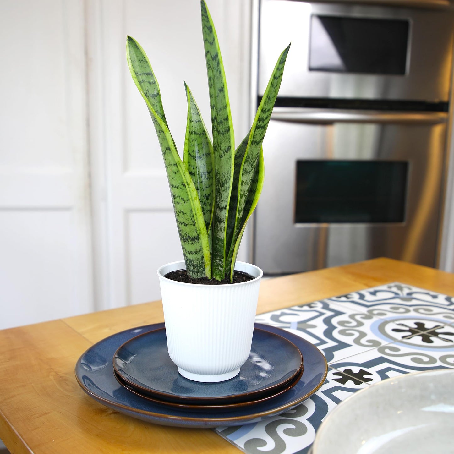 Altman Plants Sansevieria Laurentii Snake Plants (Approx. 10" Tall) in White Planter, Variegated Snake Plant Decor, Easy Plant Gift & Desk Plant, Live Snake Plant Live Indoor with Pot, Air Purifying