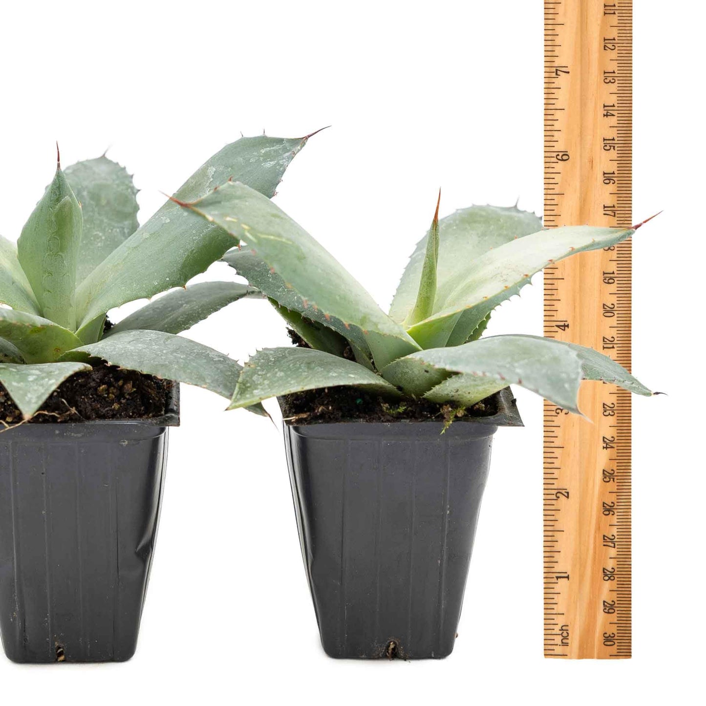 2 Artichoke Agave Succulents (Agave parryi VAR. truncata) | Live Evergreen Plant with Blue-Gray Rosette Form | Drought-Tolerant & Cold-Hardy for Landscaping, Rock Gardens & Containers in 3.5" Cubes